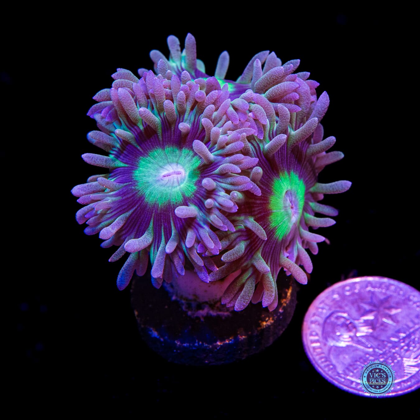 WWC Dream Catcher Duncan - Actinic Photo