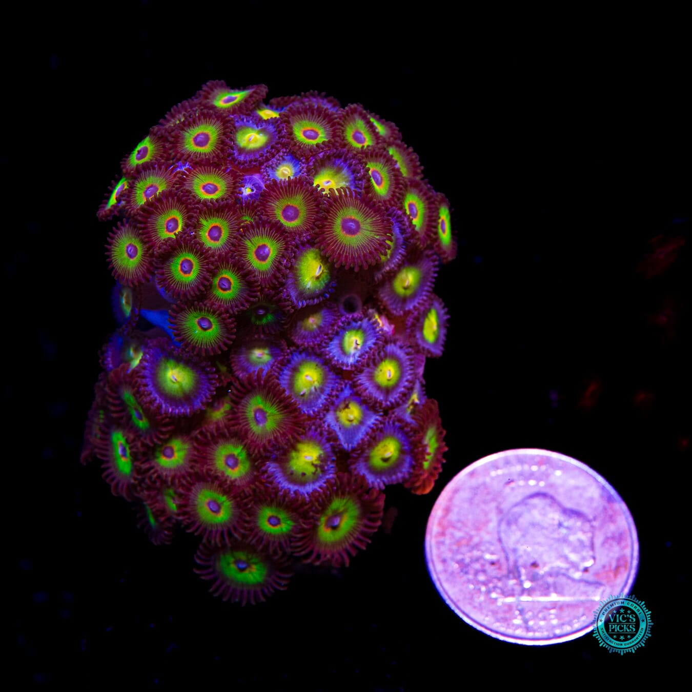 WWC Bob Marley and AOI Combo Zoanthids - Actinic Photo