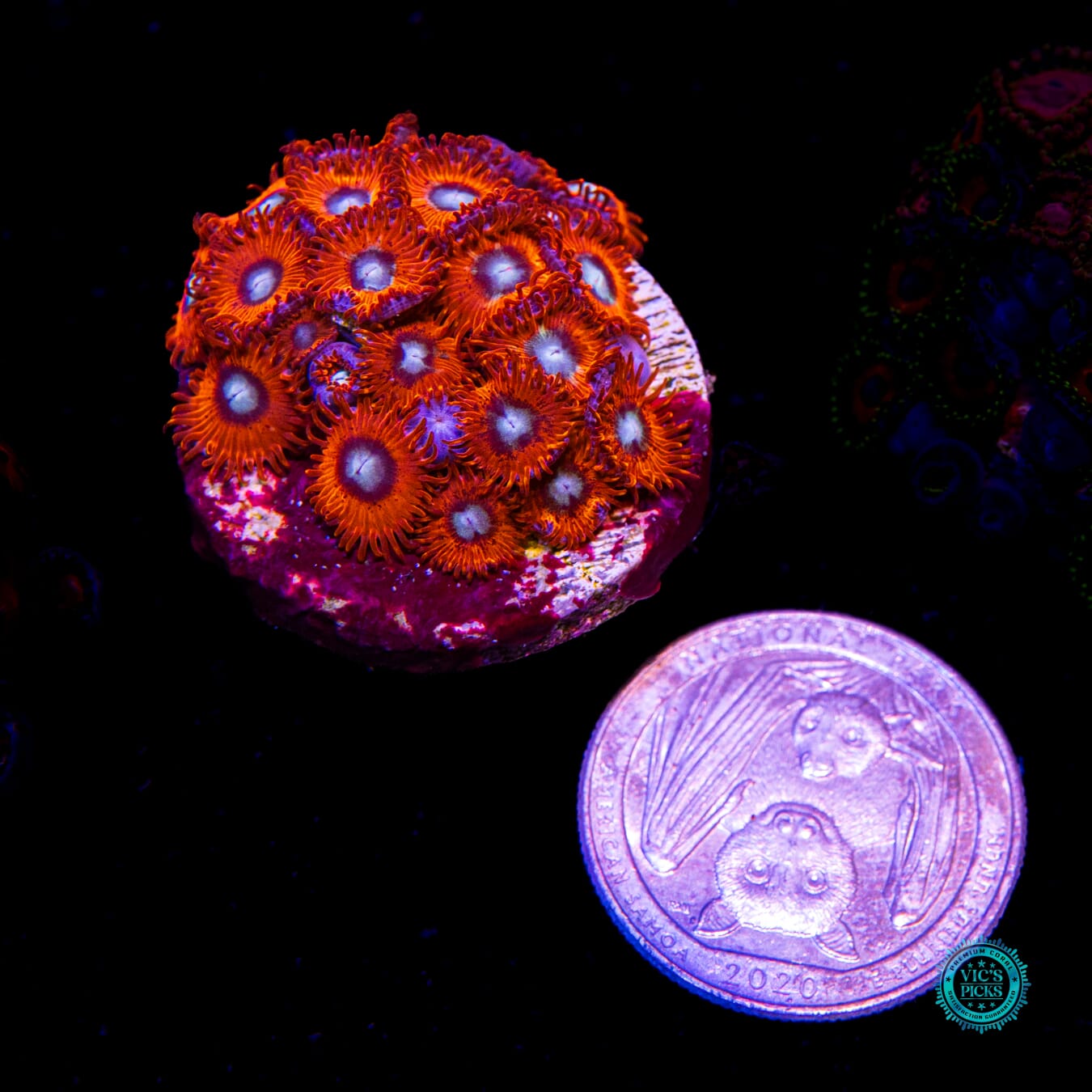 Charmanderz Zoanthids - Actinic Photo