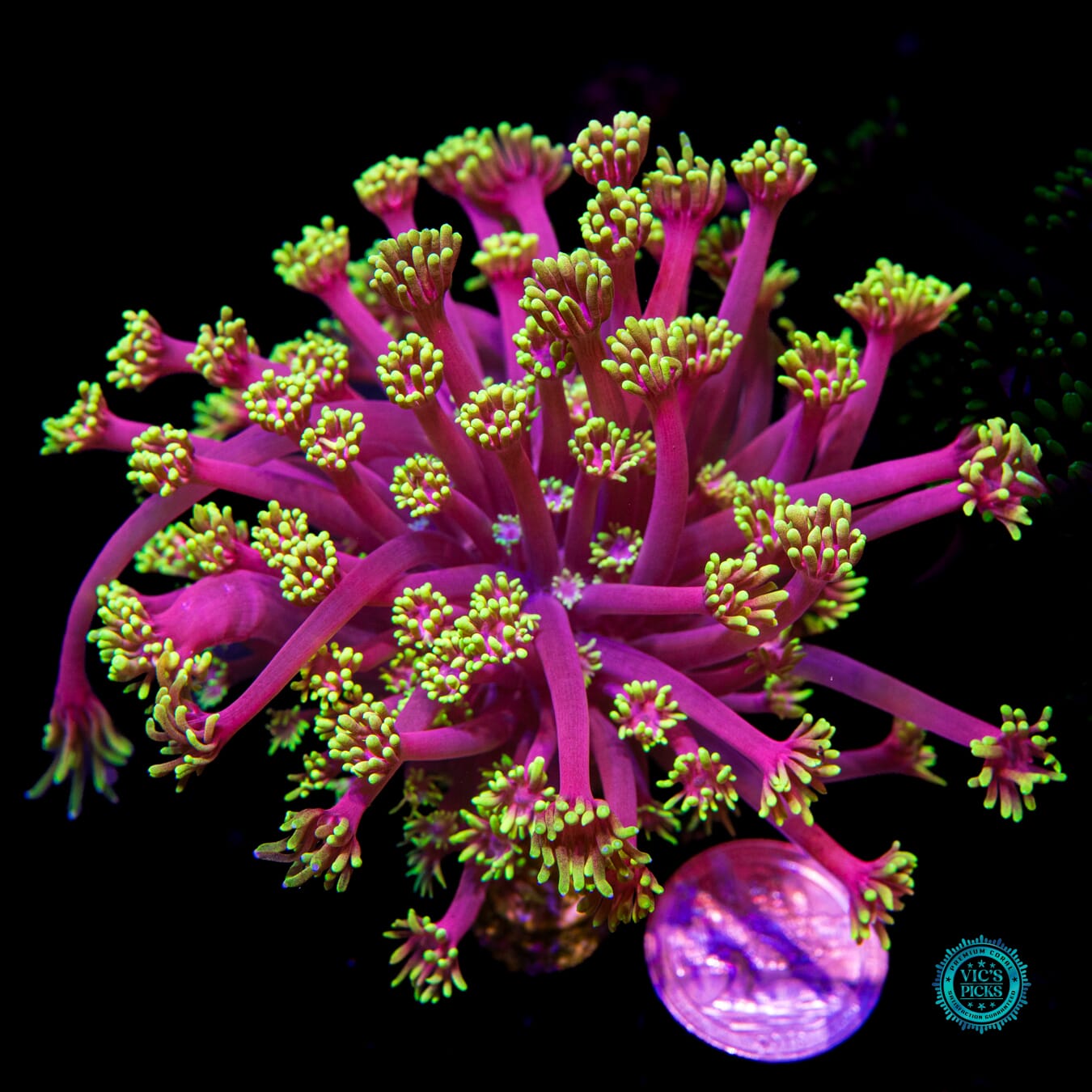 WWC Hollywood Nights Goniopora - Actinic Photo