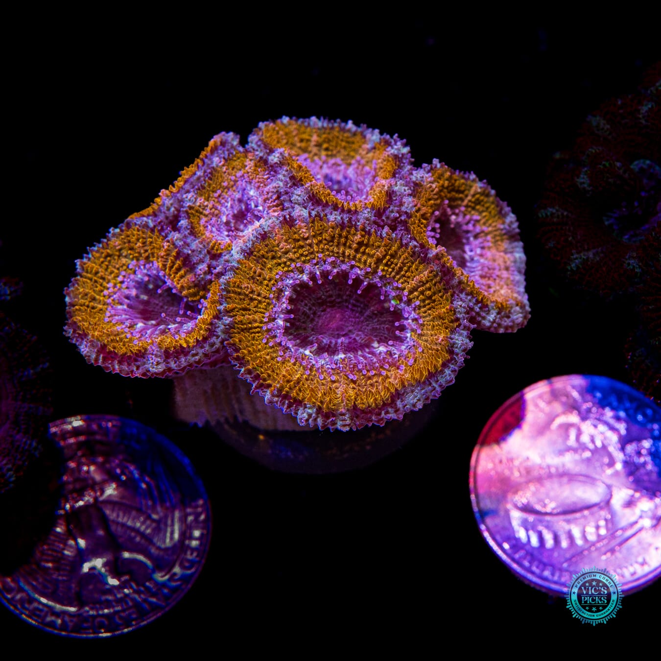 Golden Monkey Aussie Lord - Actinic Photo
