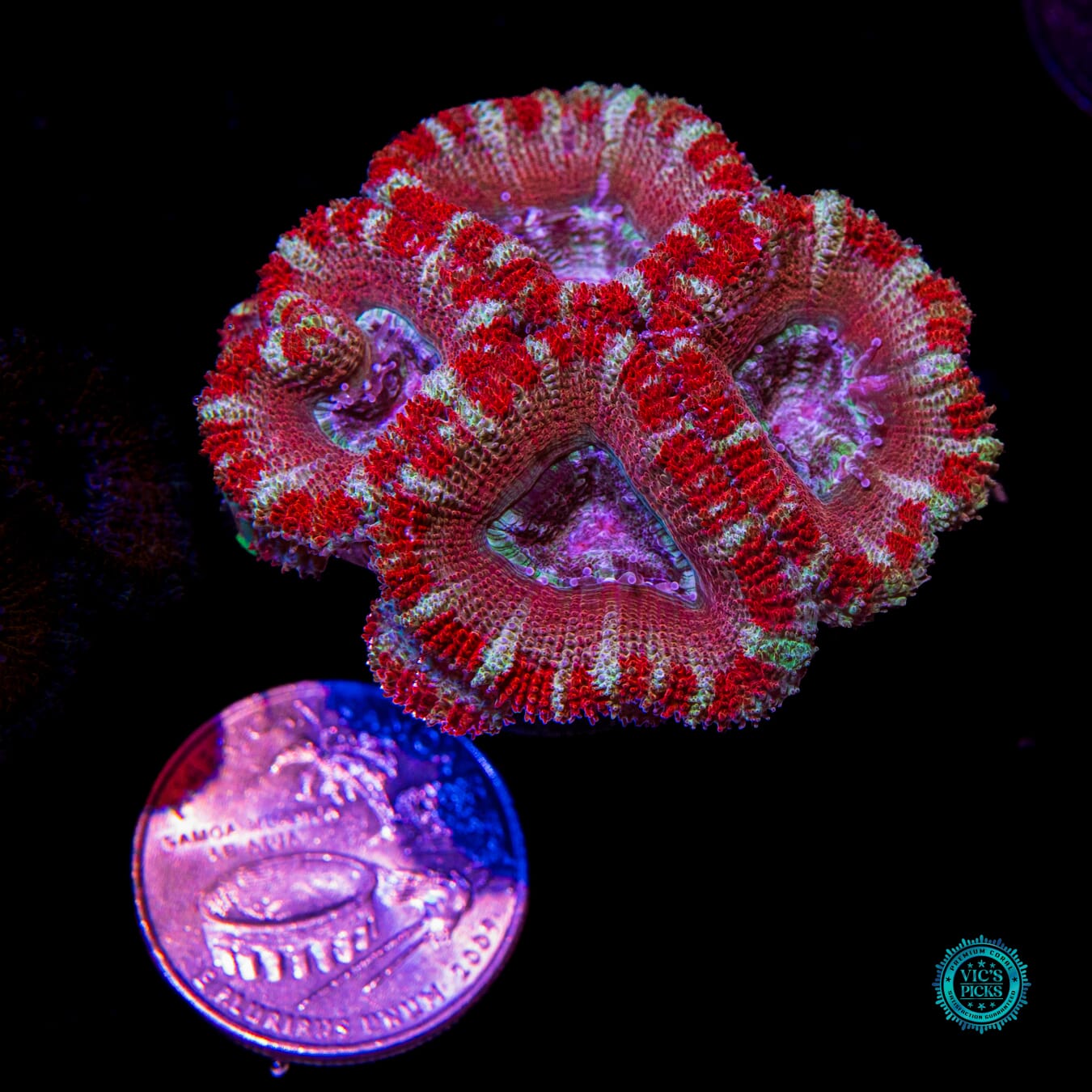 Cheesecake Aussie Lord - Actinic Photo