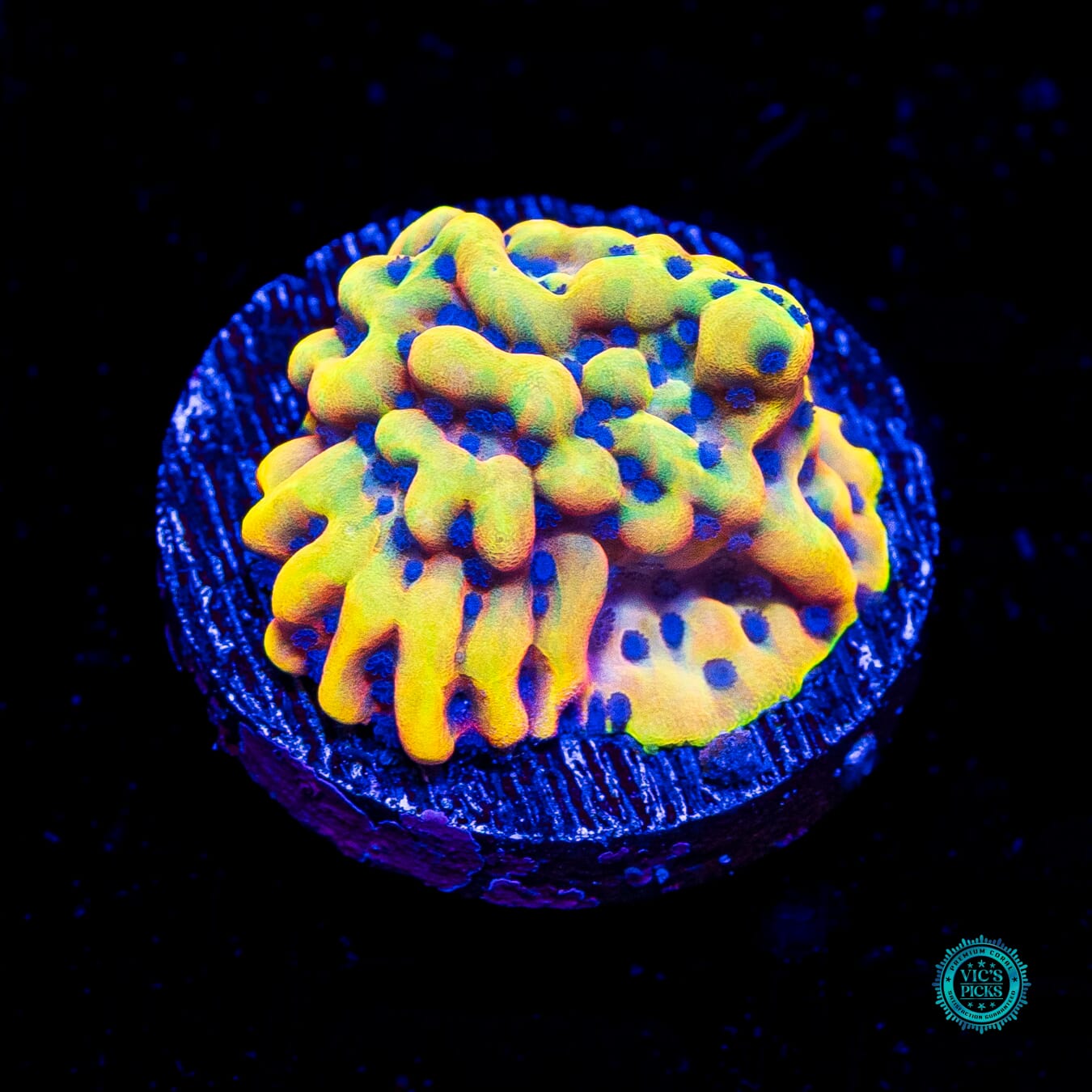 RR Crazy T Montipora - Daylight Photo