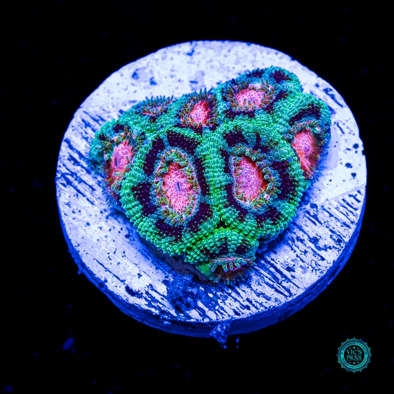 WWC Watermelon Sugar Micromussa - Daylight Photo