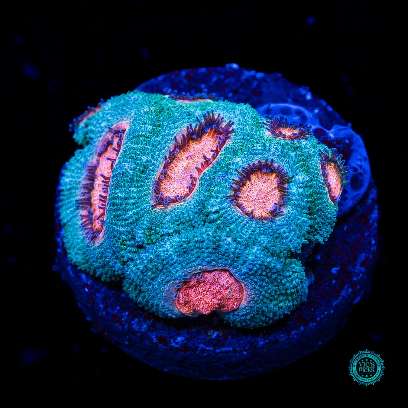 WWC Hello Yeti Micromussa - Daylight Photo