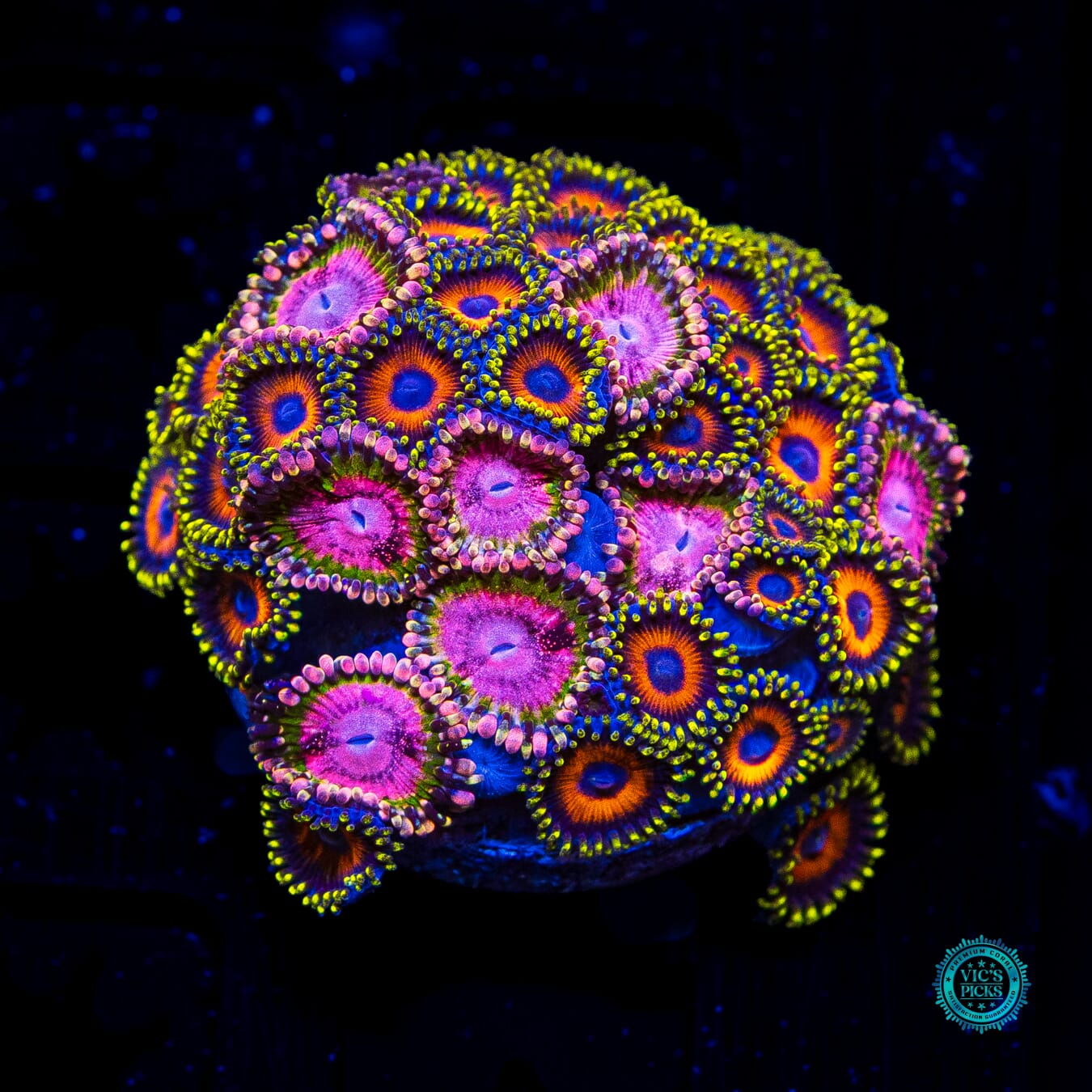 Combo WWC Pink Krakatoa and Eagle Eye Zoanthids - Daylight Photo