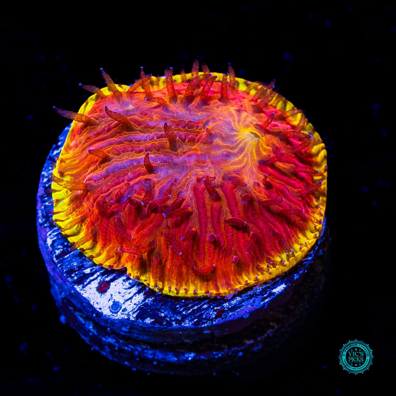 CB Flamethrower Diaseris Plate - Daylight Photo