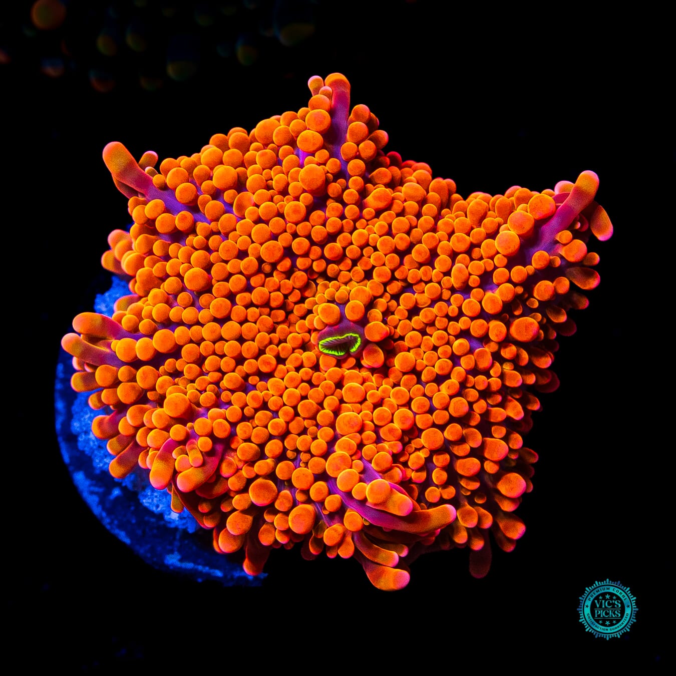 WWC Blazin Saddles Yuma Mushroom - Daylight Photo