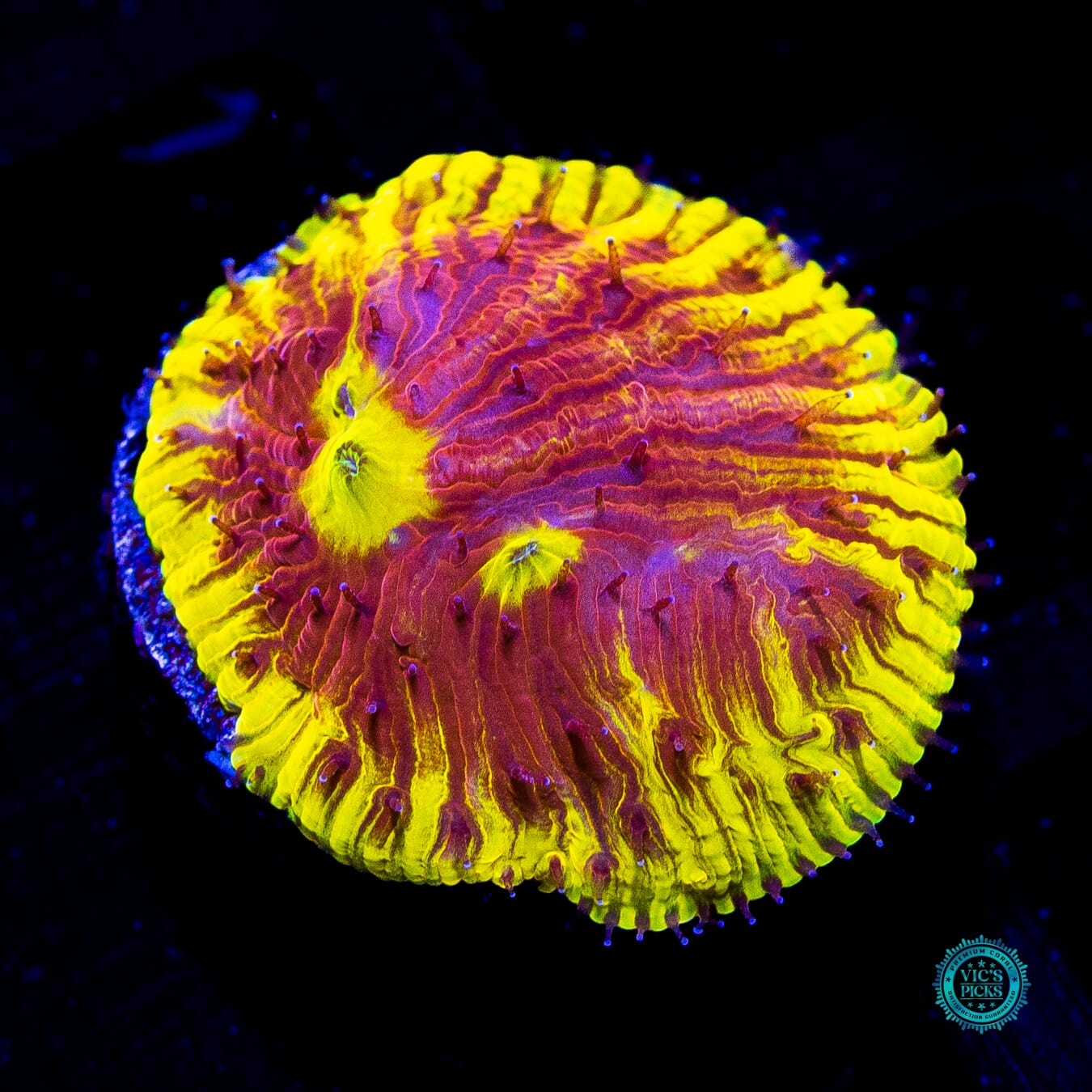 WWC Henchman Diaseris Plate - Daylight Photo