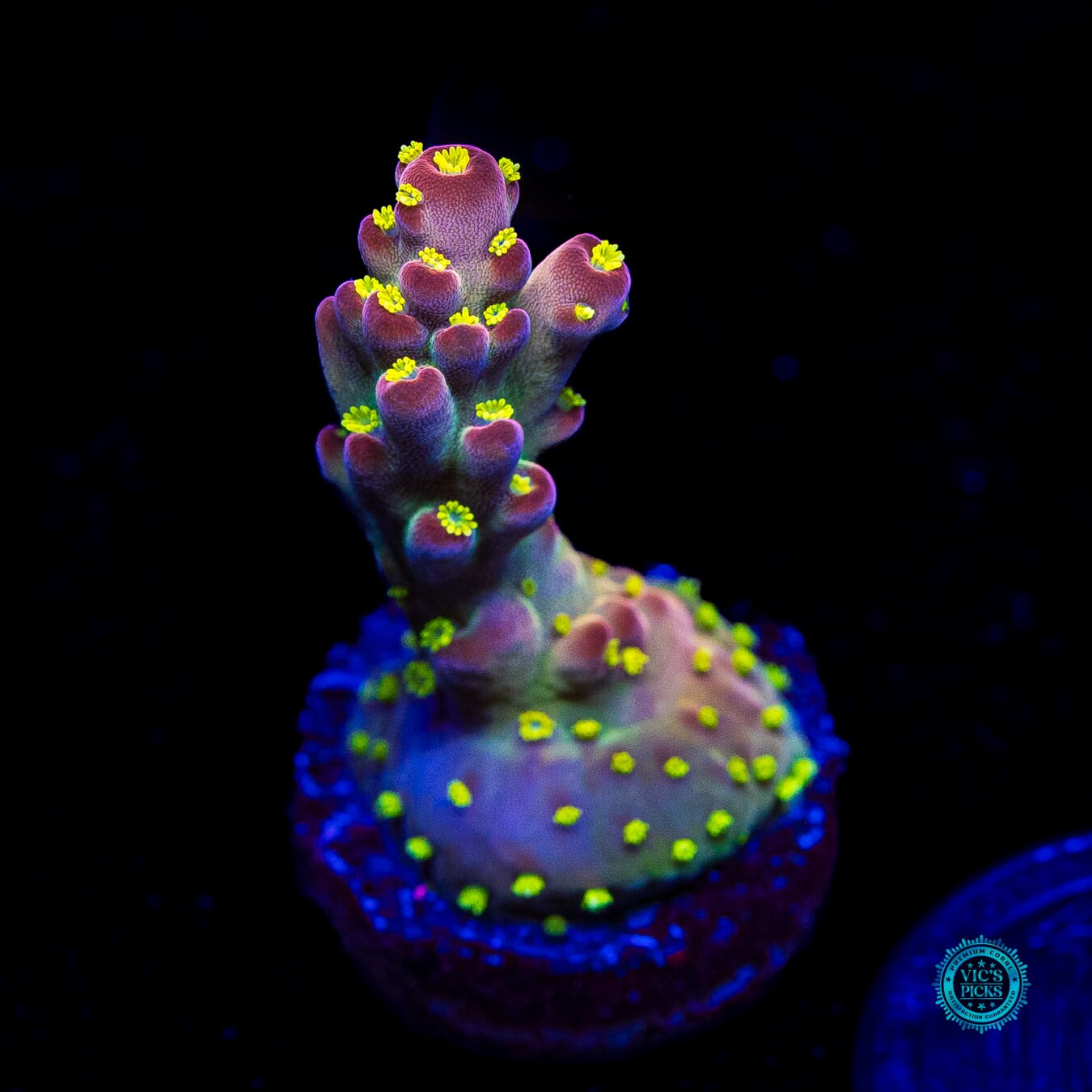 WWC California Cowboy Acropora - Daylight Photo