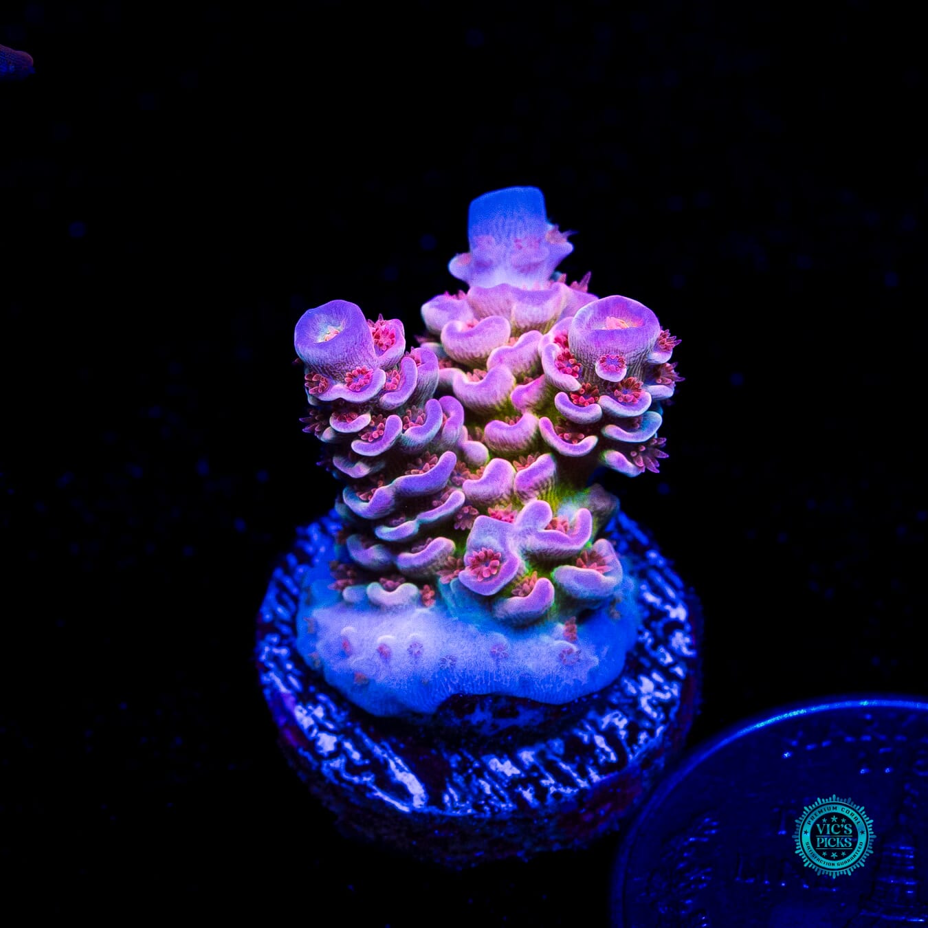 WWC Paradise Tenuis Acropora - Daylight Photo