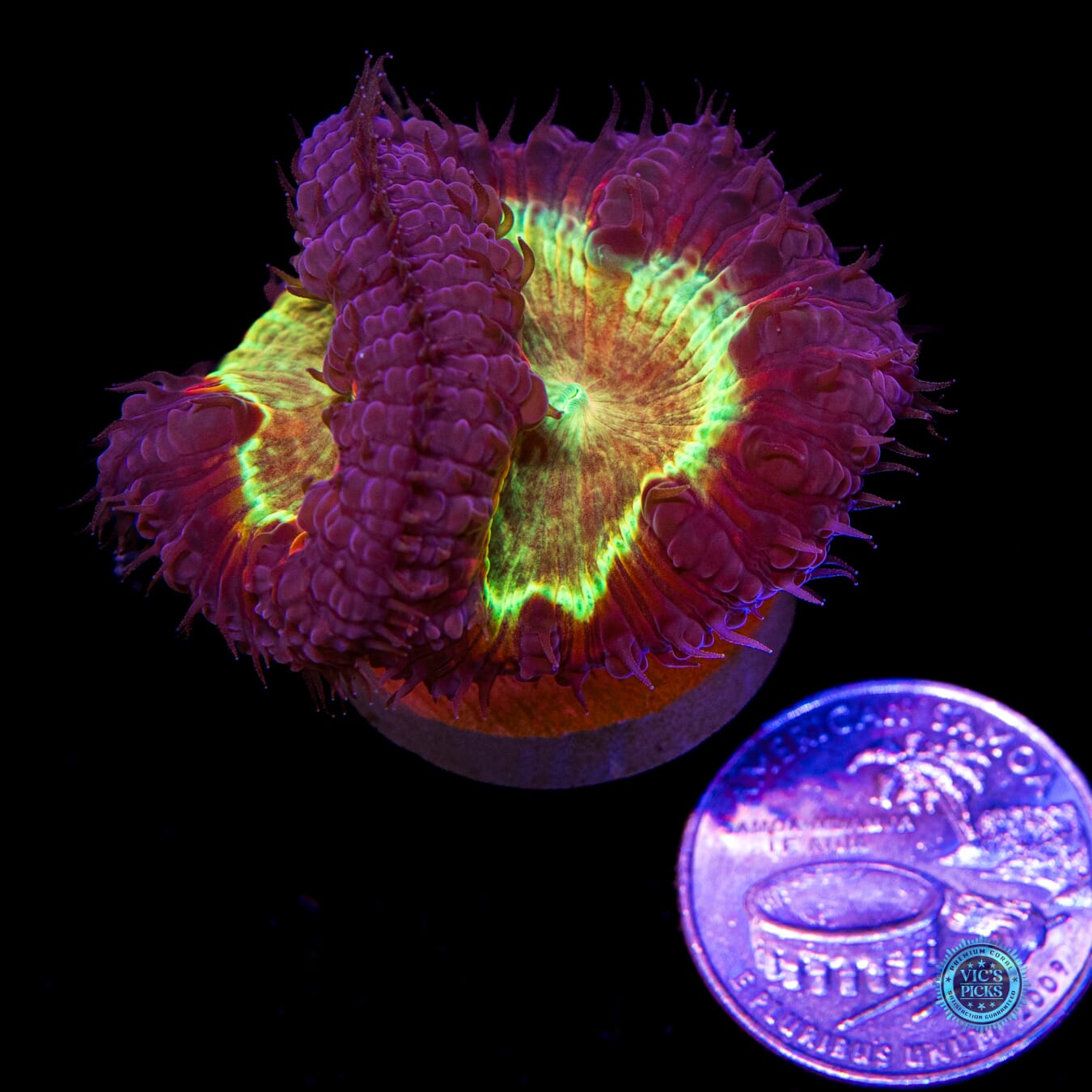 Chaotic Lunacy Blastomussa - Actinic Photo