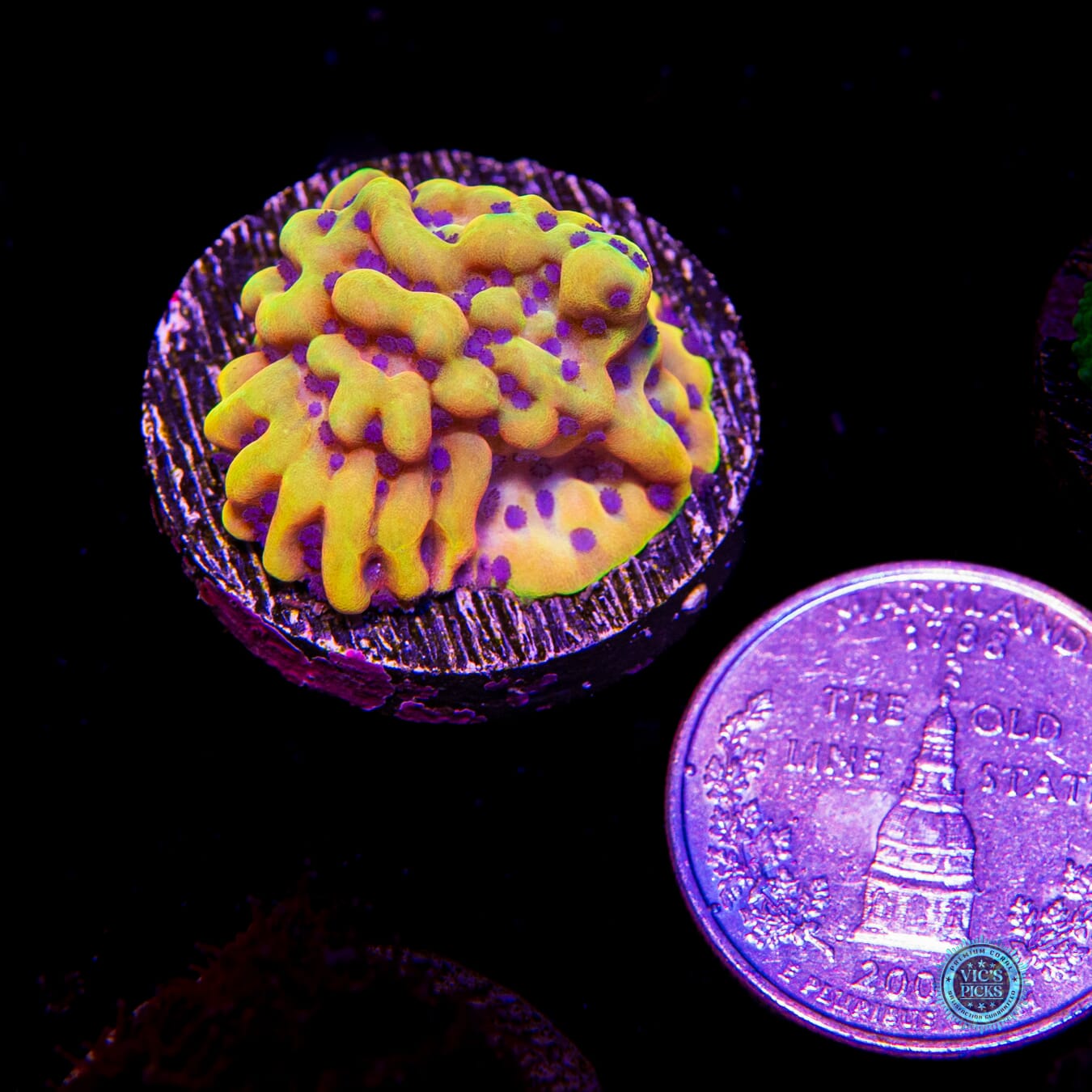 RR Crazy T Montipora - Actinic Photo
