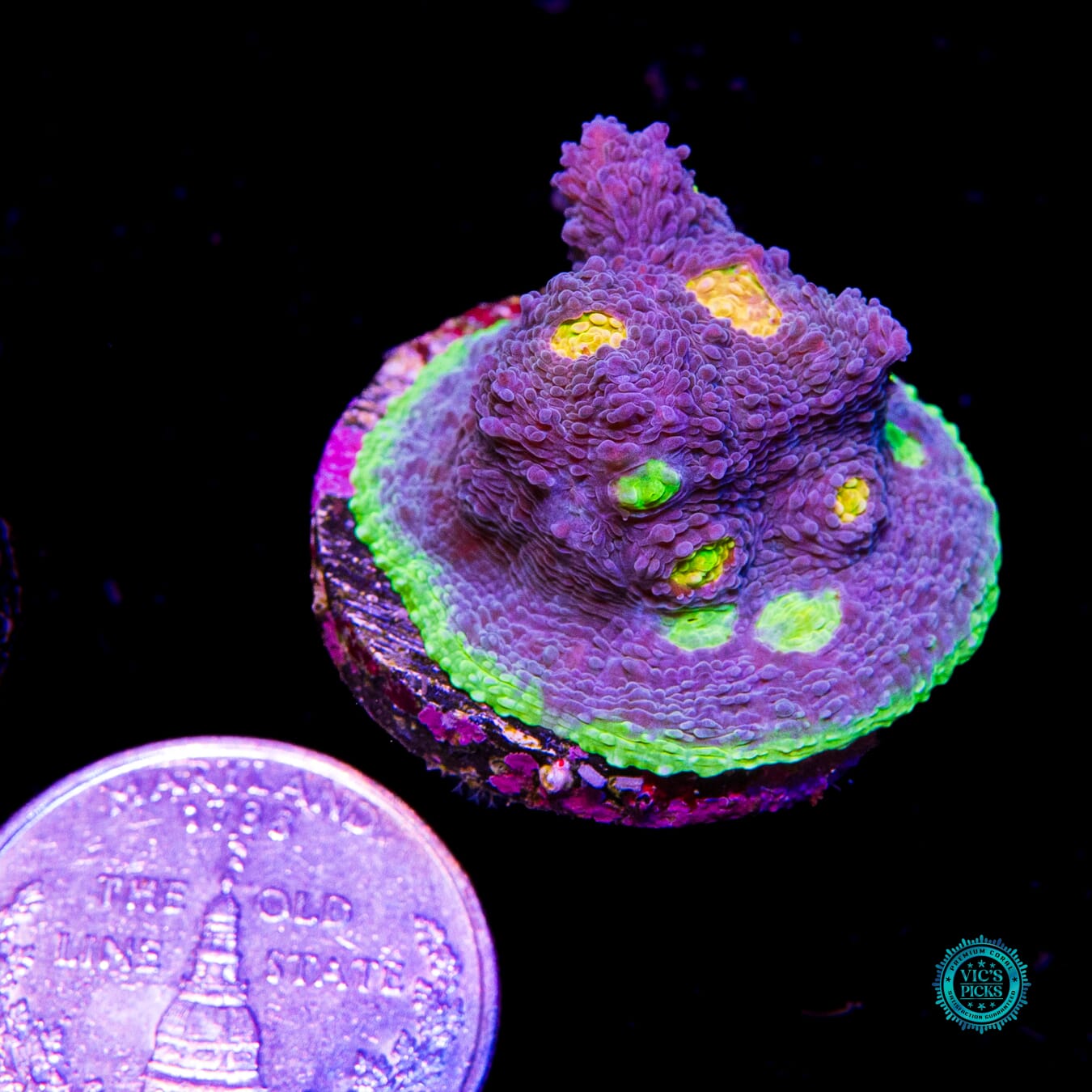 WWC Deja Blue Rainbow Chalice - Actinic Photo