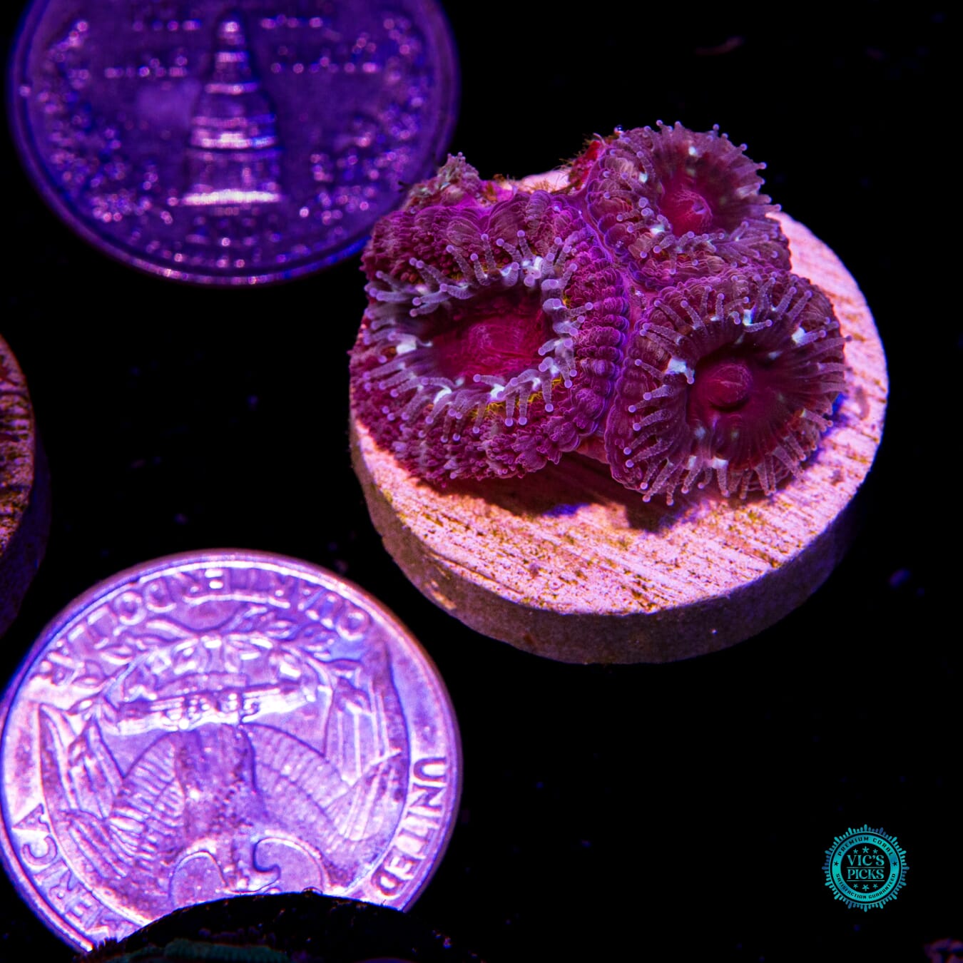 Purple Power Asian Lord - Actinic Photo