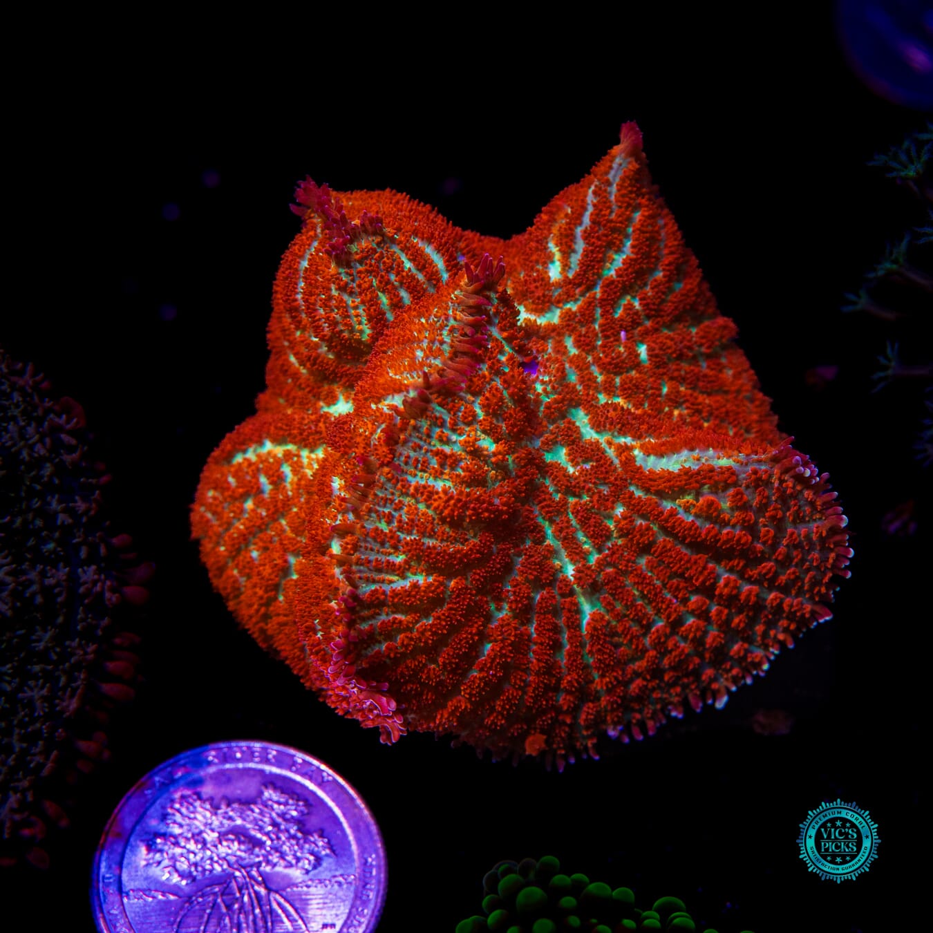Forest Fire Rhodactis Mushroom - Actinic Photo