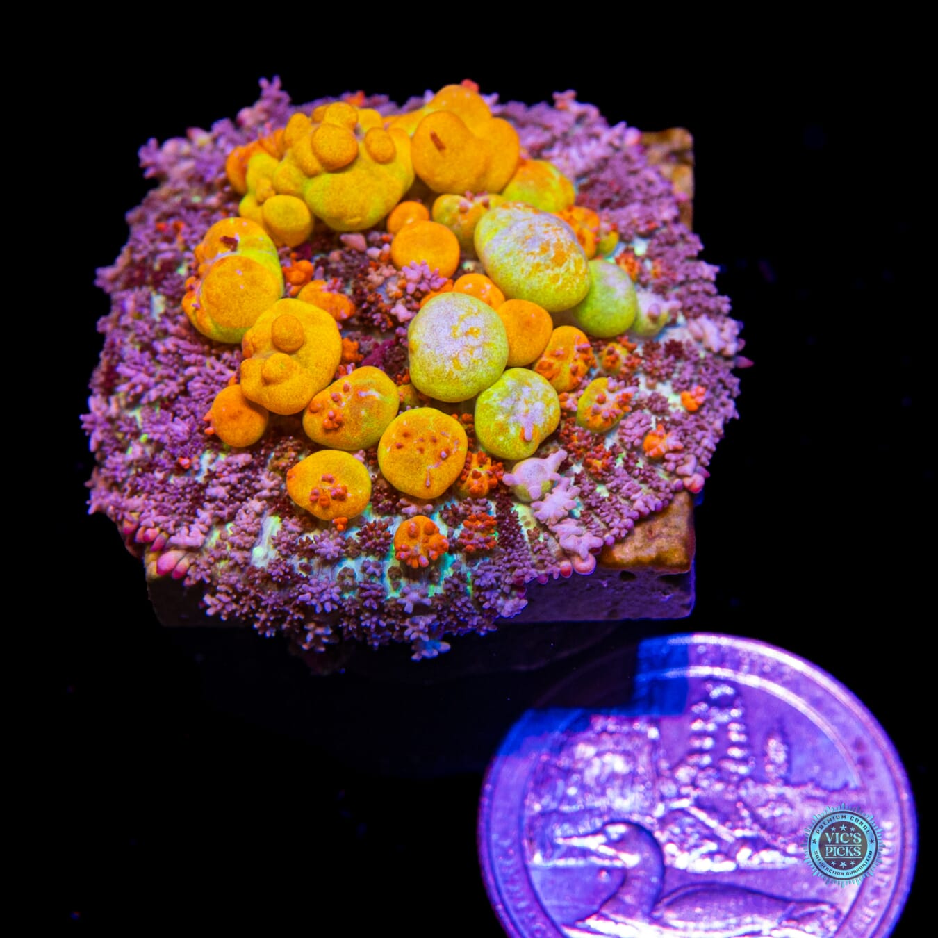 WWC OG Bounce Mushroom - Actinic Photo