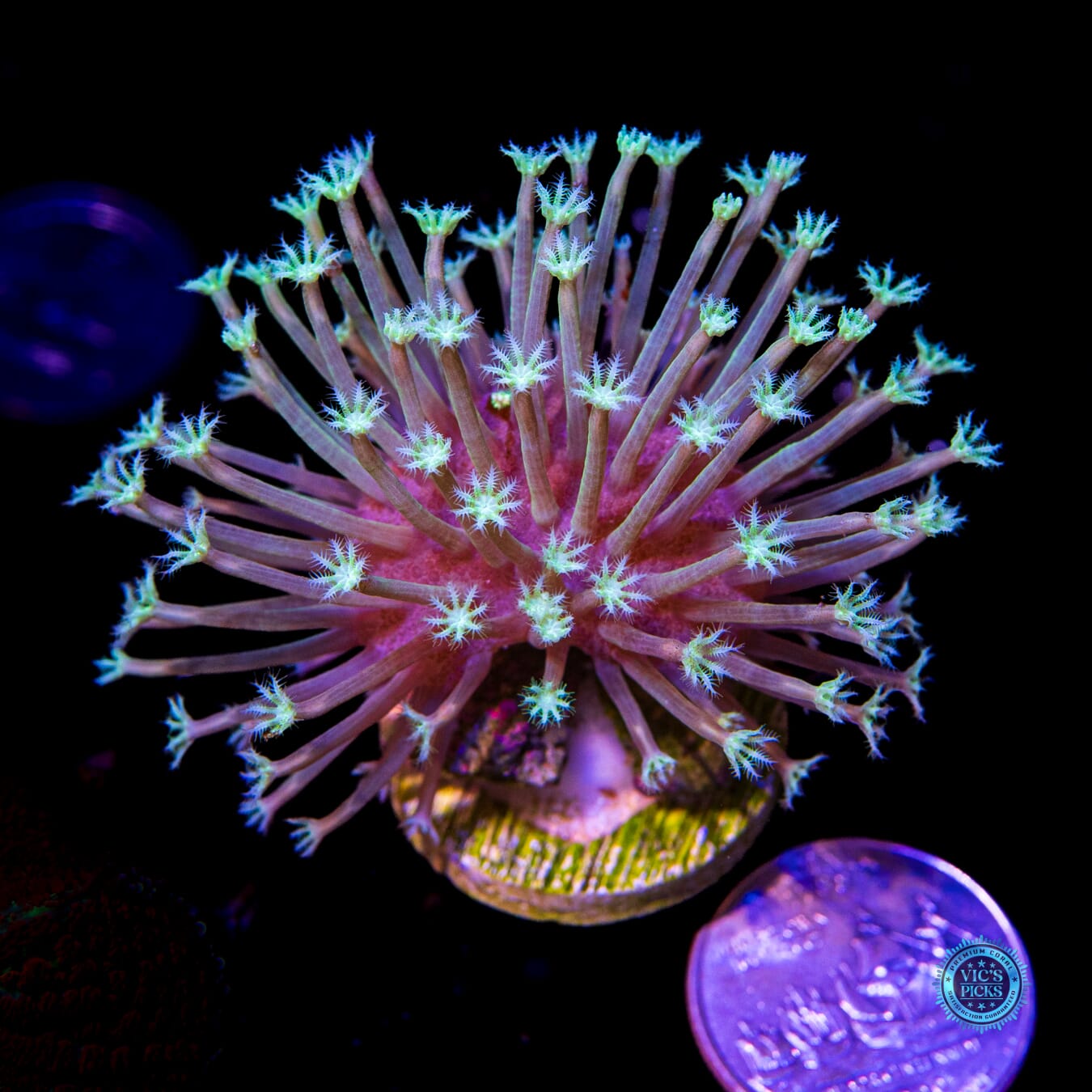 WWC Snowflake Toadstool Leather - Actinic Photo