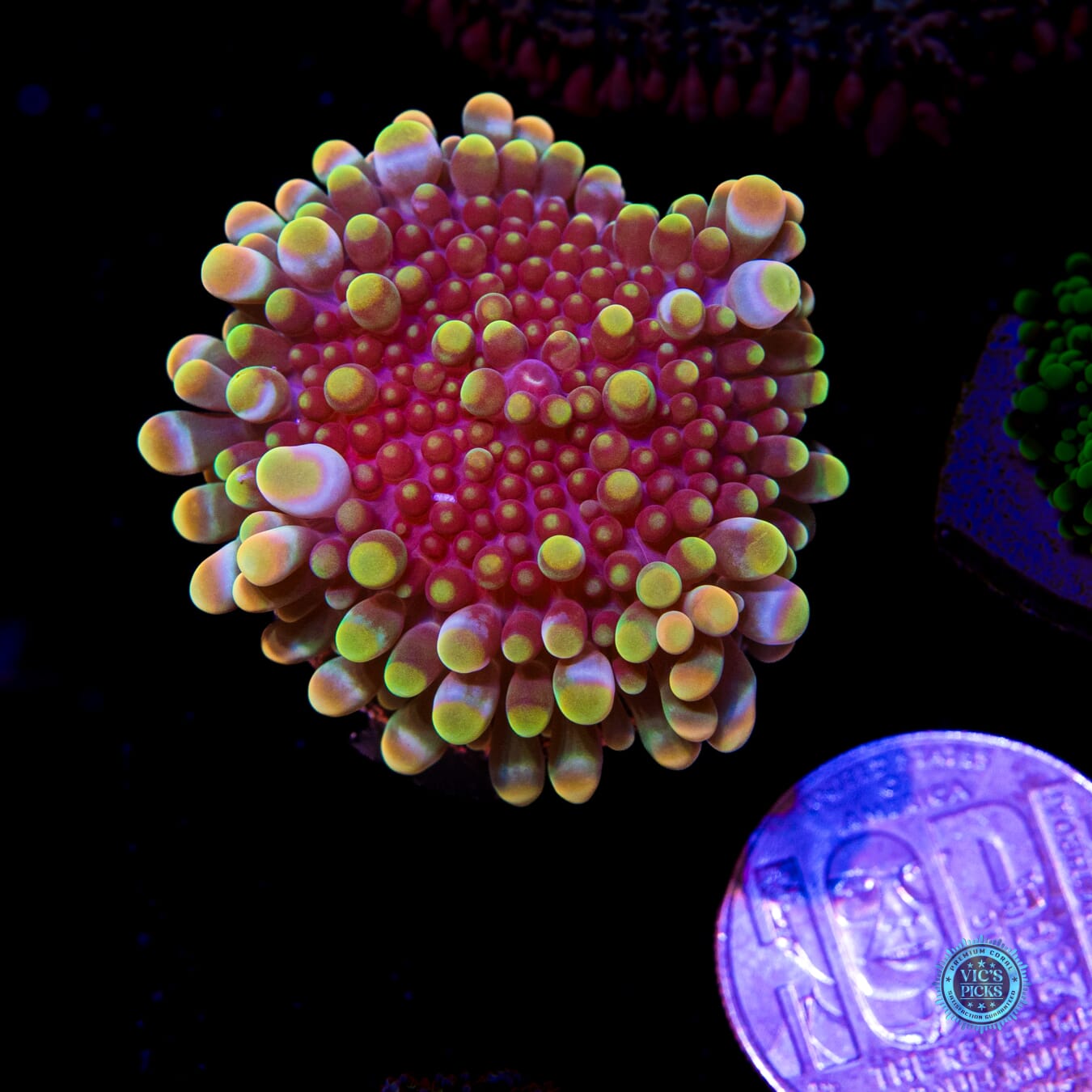 Time Lost Yuma Mushroom - Actinic Photo