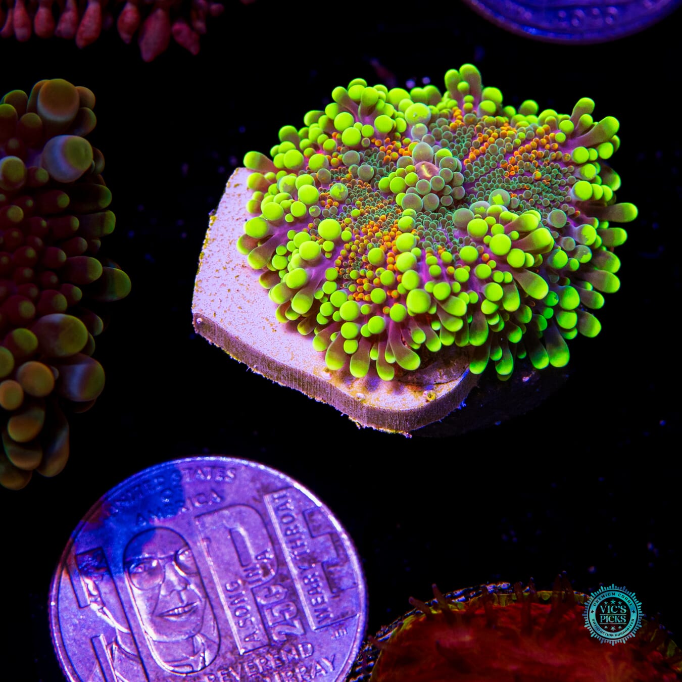 Scorching Hot Yuma Mushroom - Actinic Photo