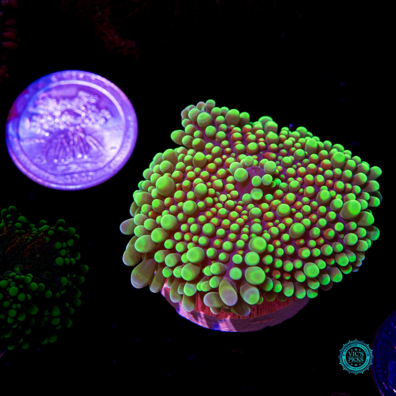 Sun God Yuma Mushroom - Actinic Photo