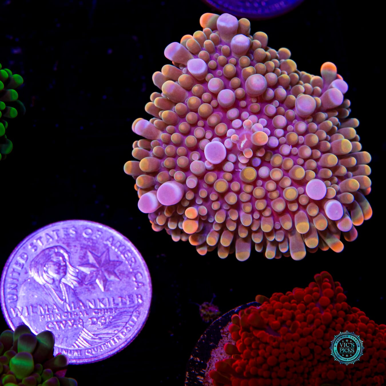 Peach Boba Yuma Mushroom - Actinic Photo