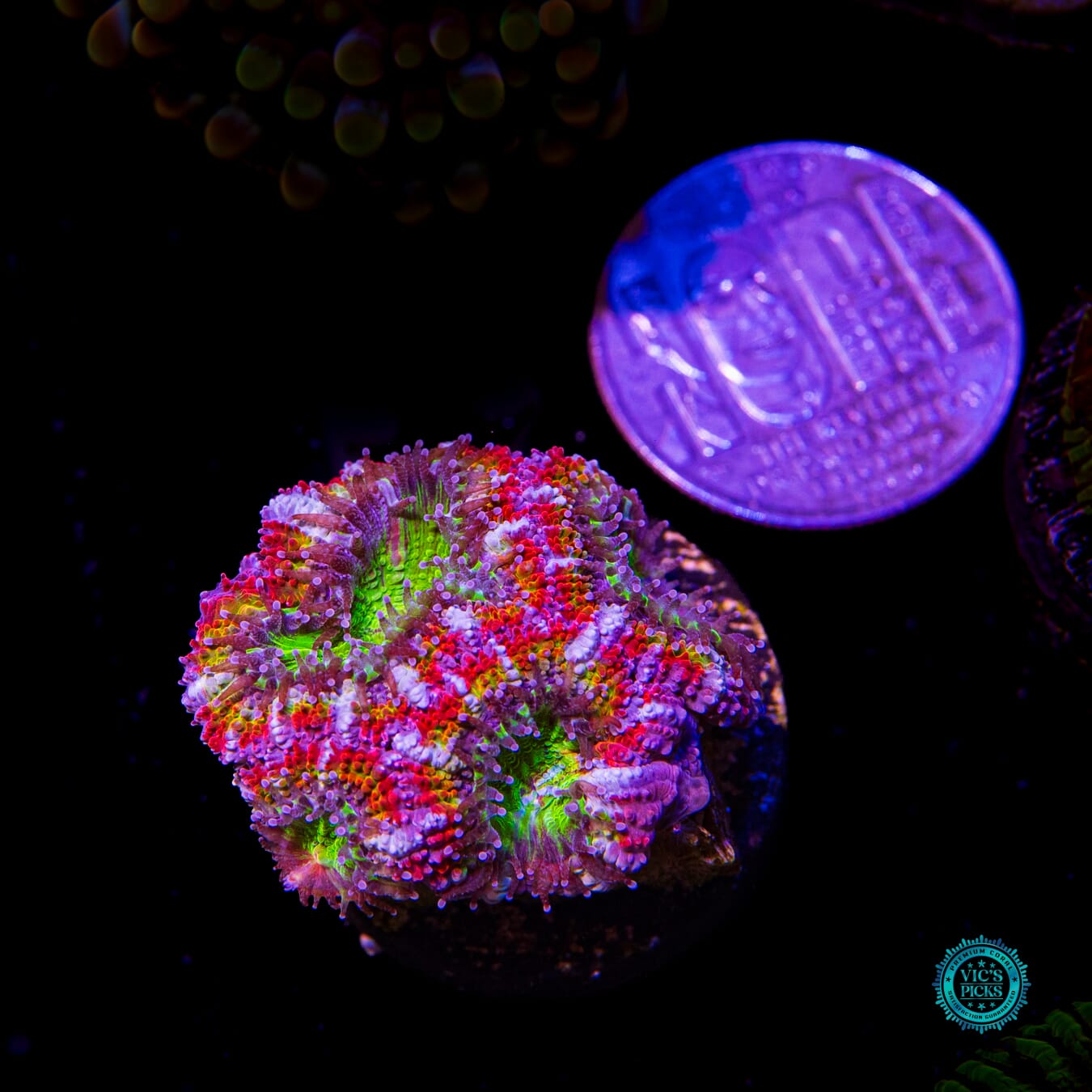 Rainbow Blaster Aussie Lord - Actinic Photo