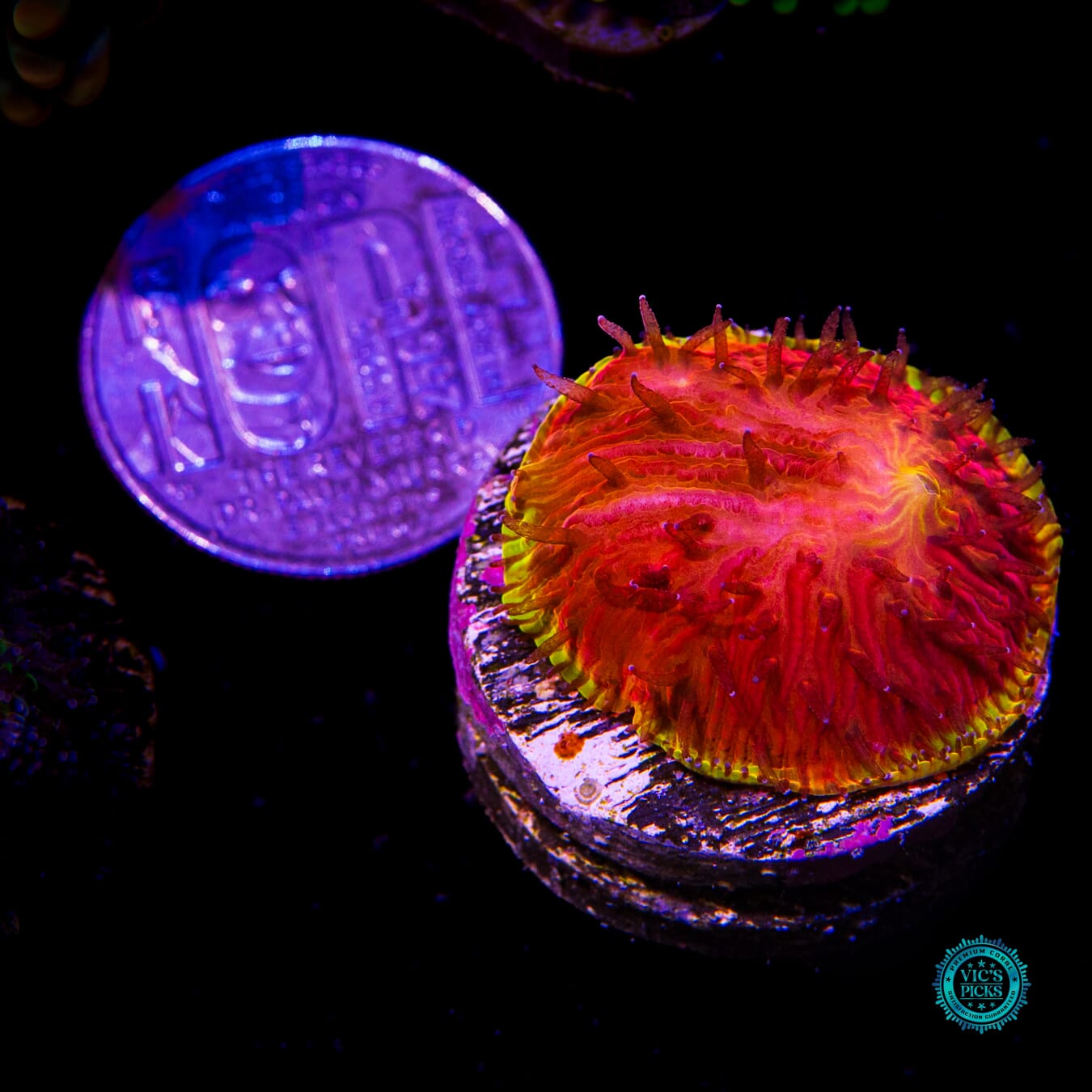 CB Flamethrower Diaseris Plate - Actinic Photo