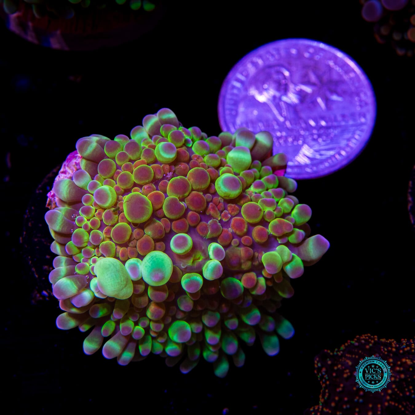 Alien Rave Yuma Mushroom - Actinic Photo