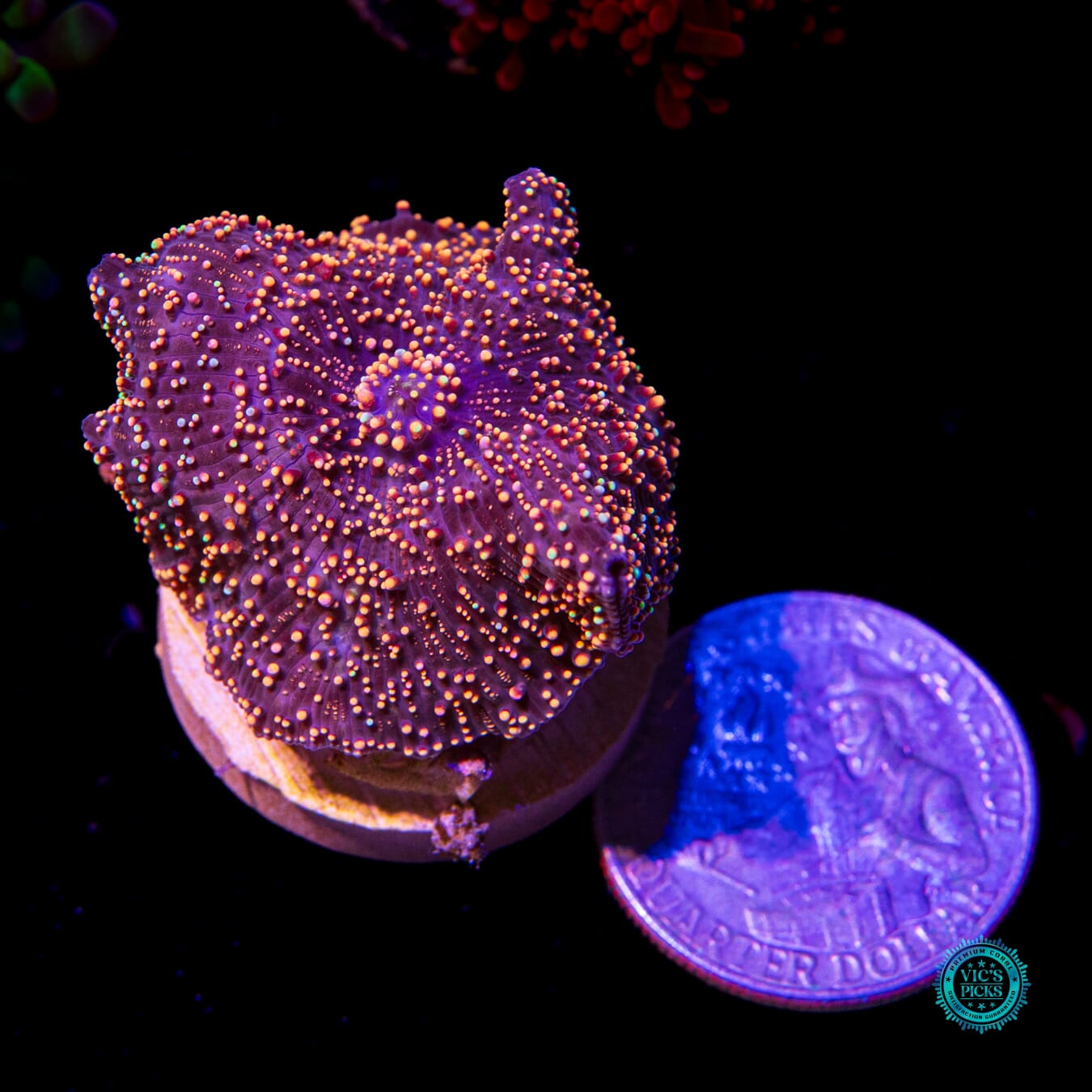 Interstellar Disco Mushroom - Actinic Photo