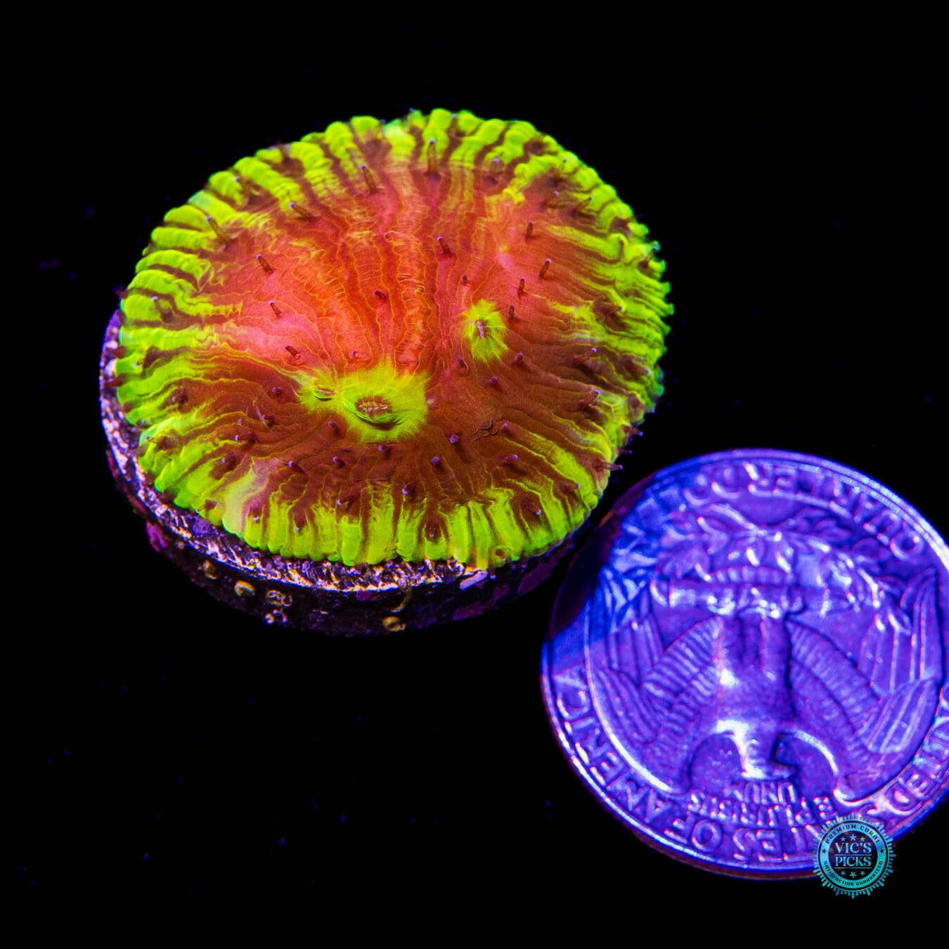 WWC Henchman Diaseris Plate - Actinic Photo
