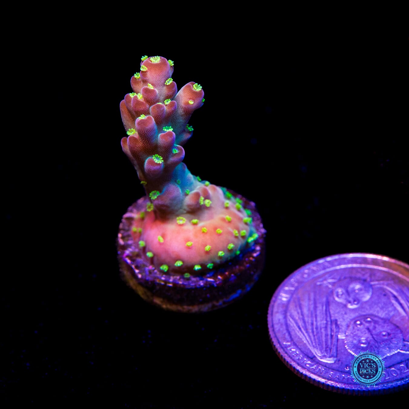 WWC California Cowboy Acropora - Actinic Photo