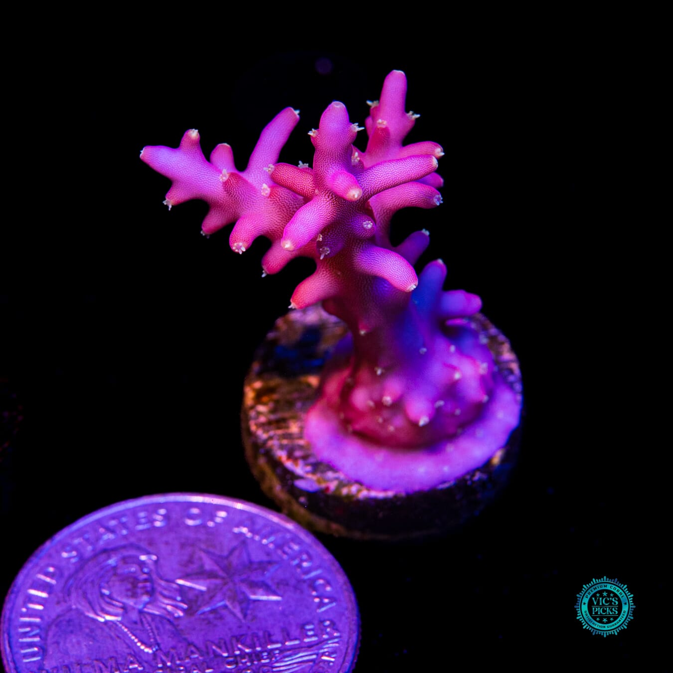 WWC Little Red Ferrari Acropora - Actinic Photo