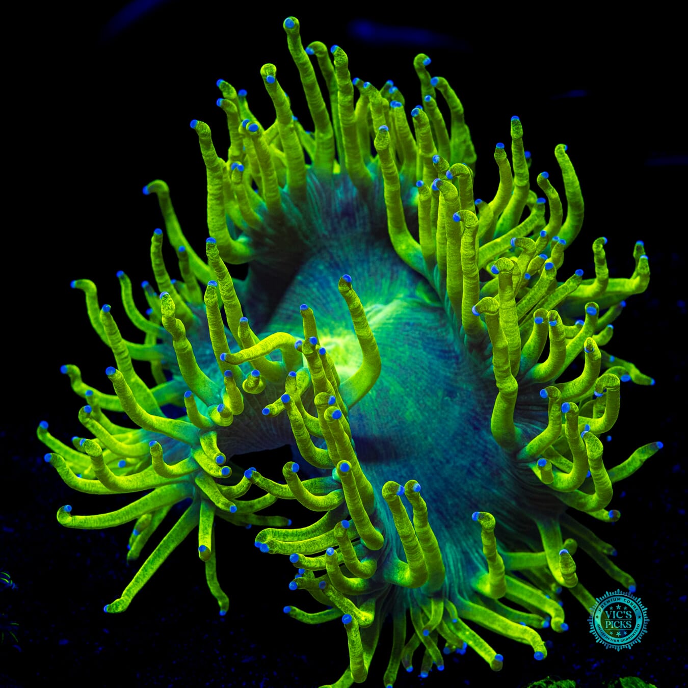 Geiger Counter Elegance - Daylight Photo