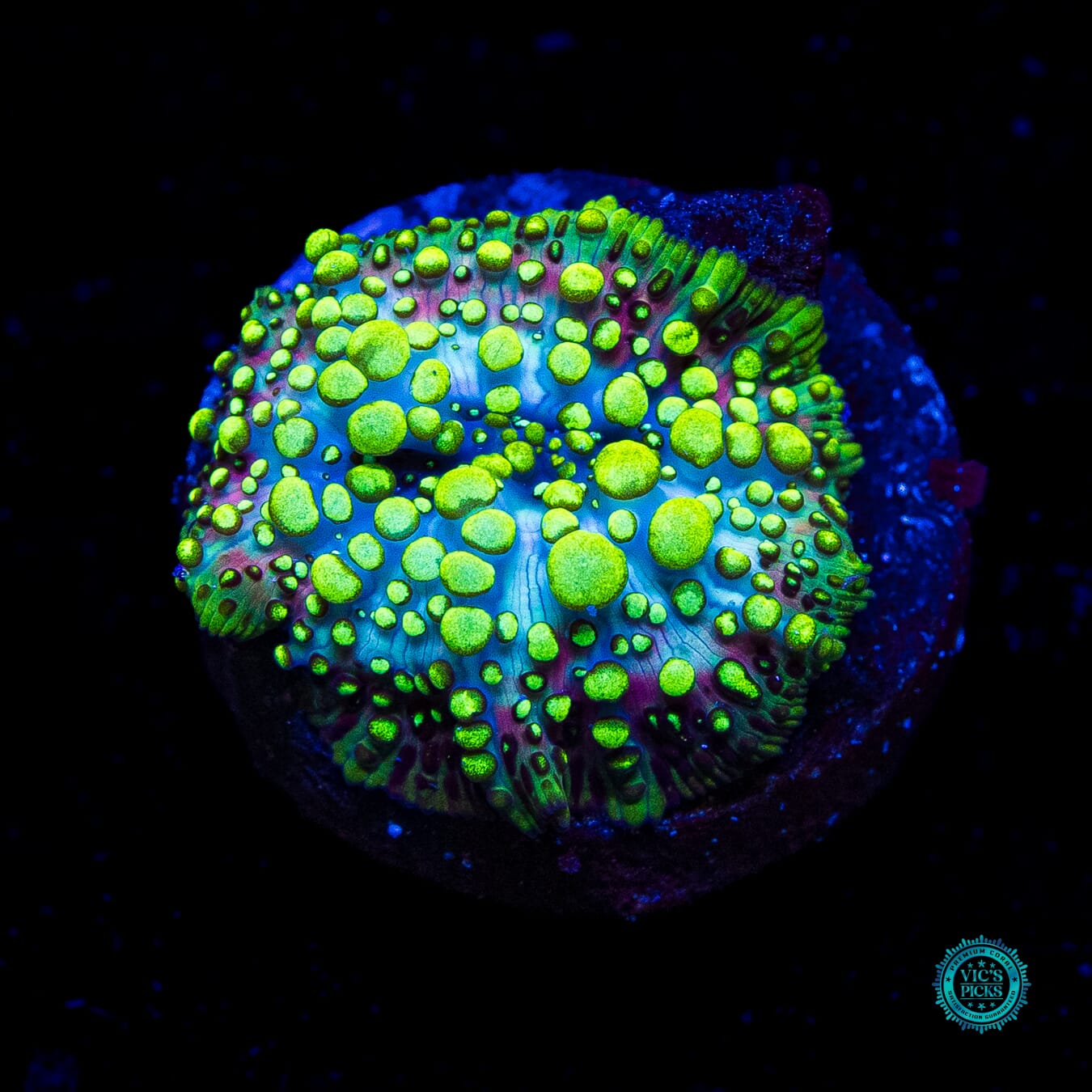 Liquid Lava Lamp Disco Mushroom - Daylight Photo