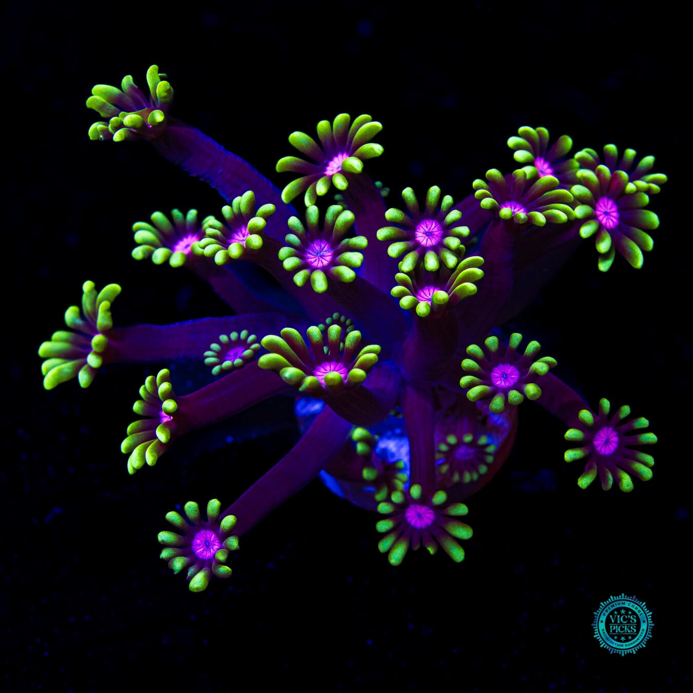 WWC Macho Man Alveopora - Daylight Photo