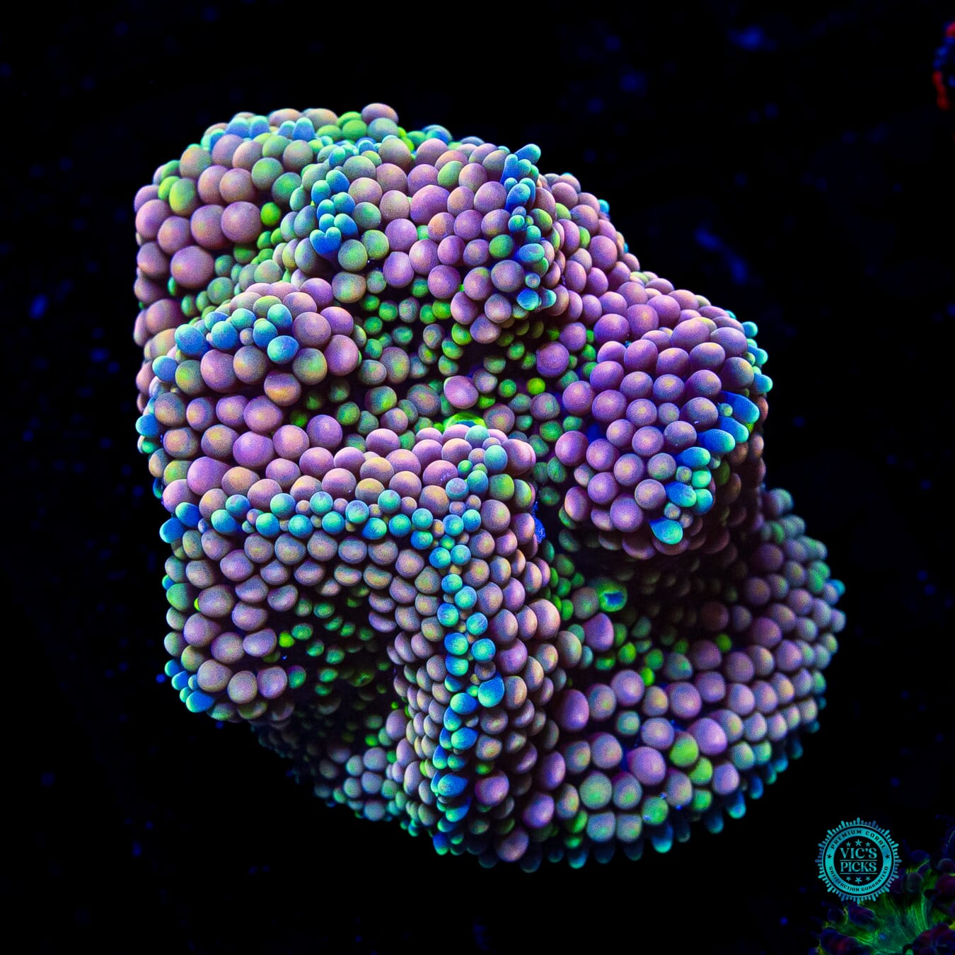 Perfect Peachy King Ricordea Mushroom - Daylight Photo