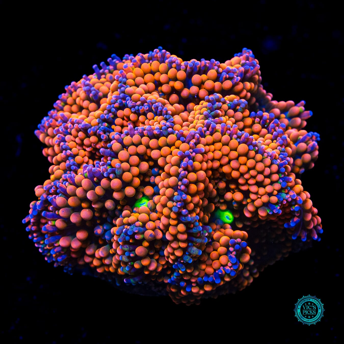 Rainbow Rim Ricordea Mushroom - Daylight Photo