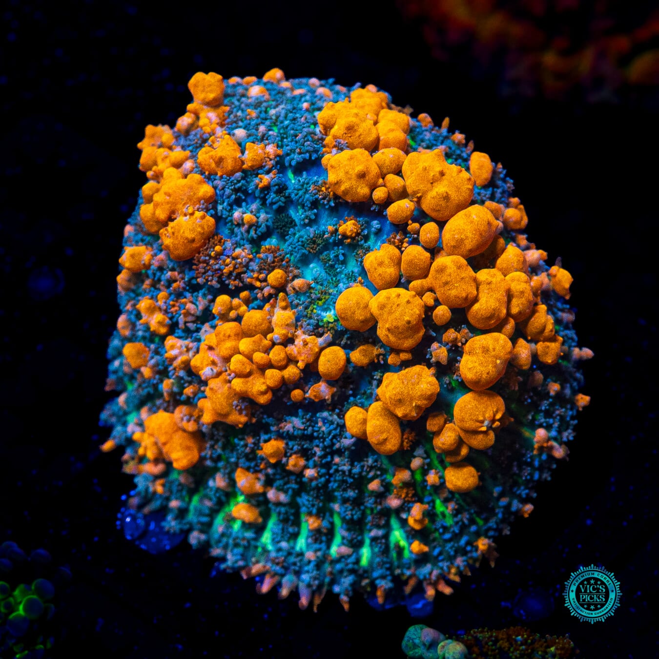 WWC Sunkist Bounce Mushroom - Daylight Photo