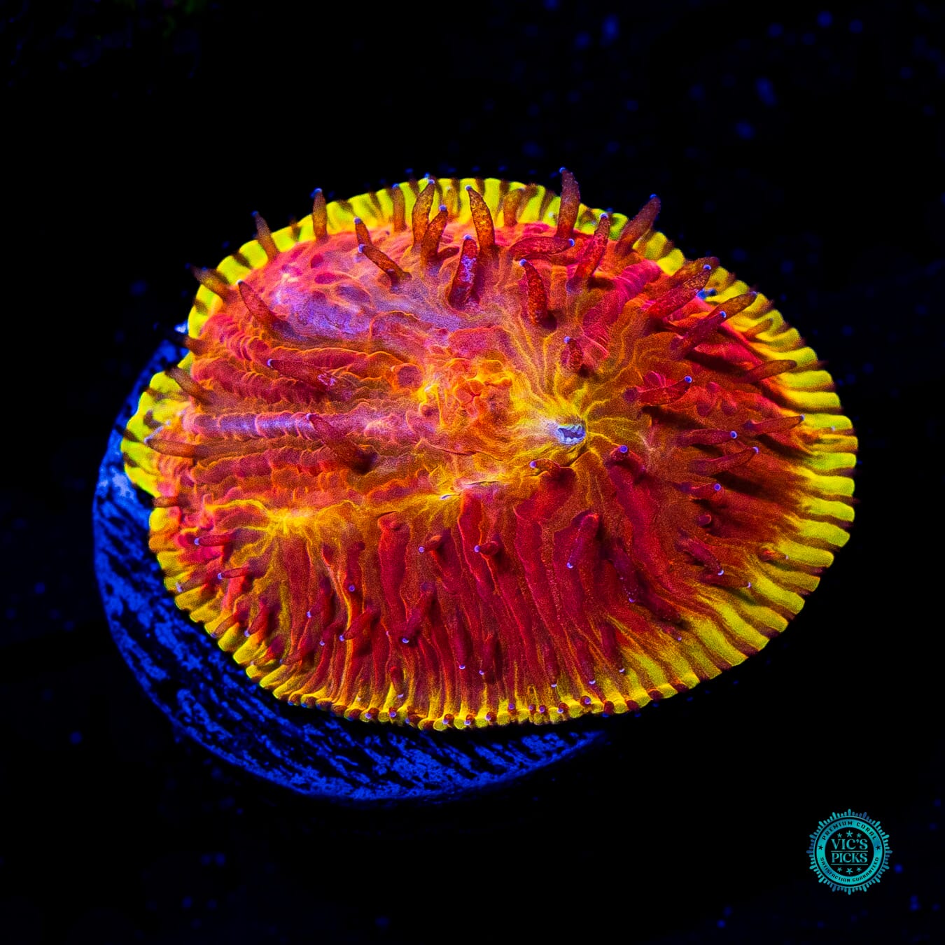 CB Flamethrower Diaseris - Daylight Photo