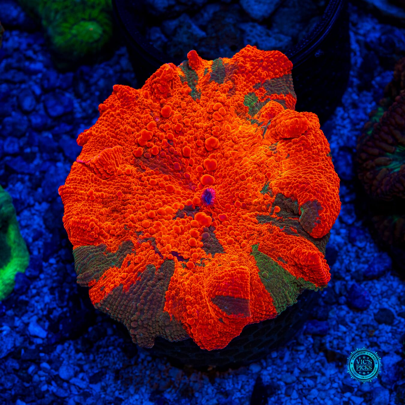 XXL Candy Crush Jawbreaker Mushroom - Daylight Photo