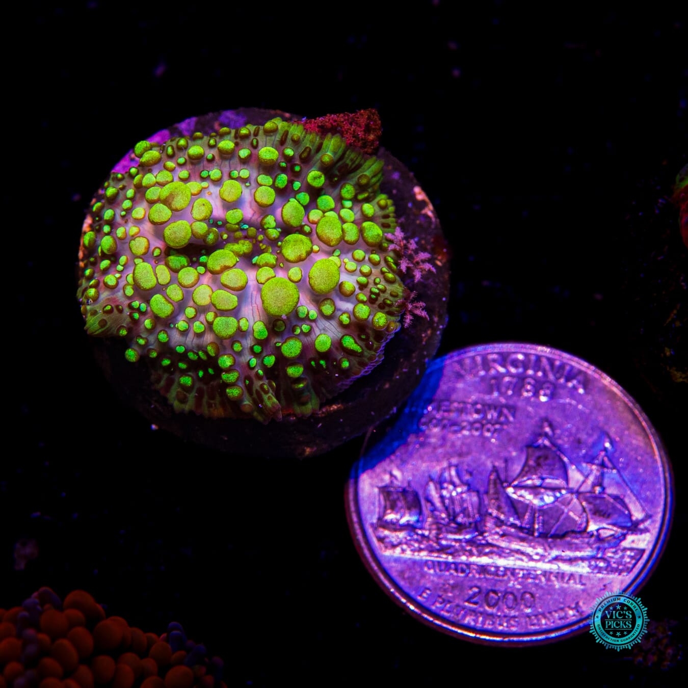 Liquid Lava Lamp Disco Mushroom - Actinic Photo