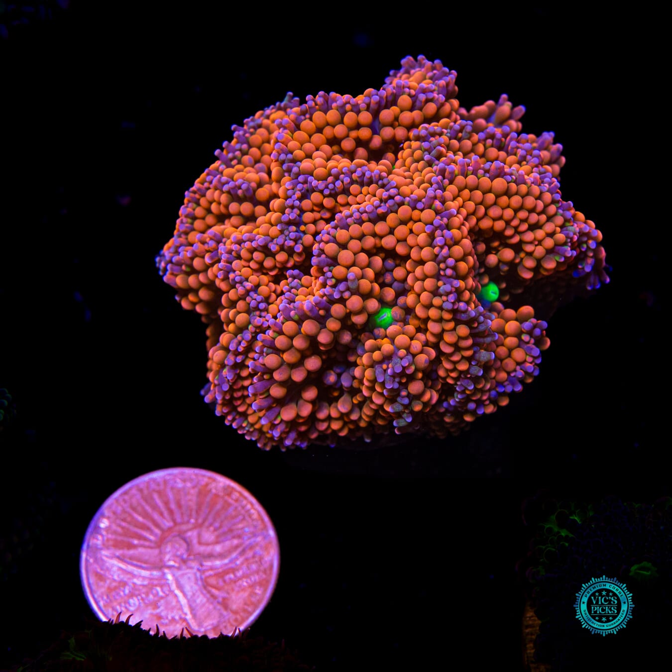 Rainbow Rim Ricordea Mushroom - Actinic Photo
