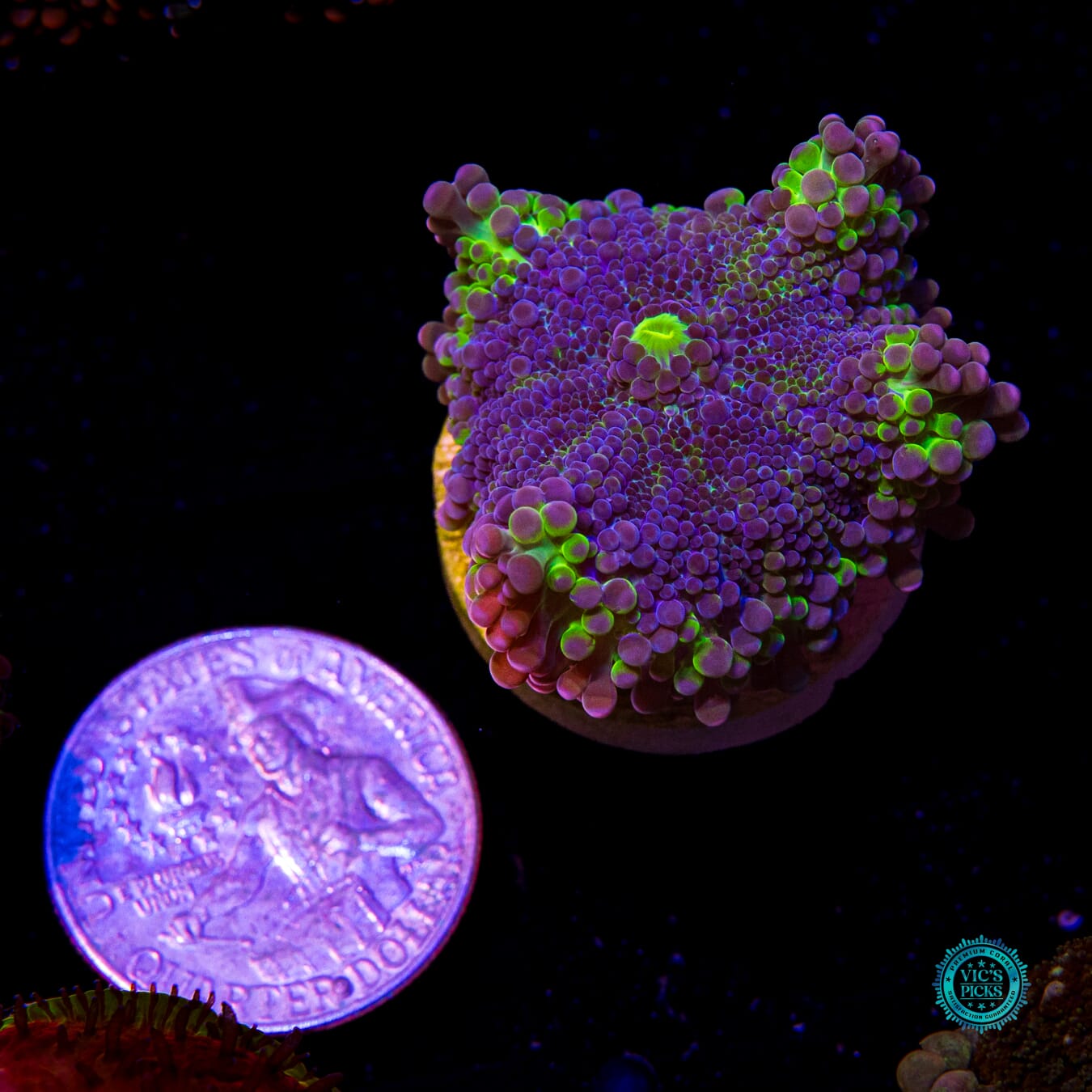 Napa Valley Yuma Mushroom - Actinic Photo