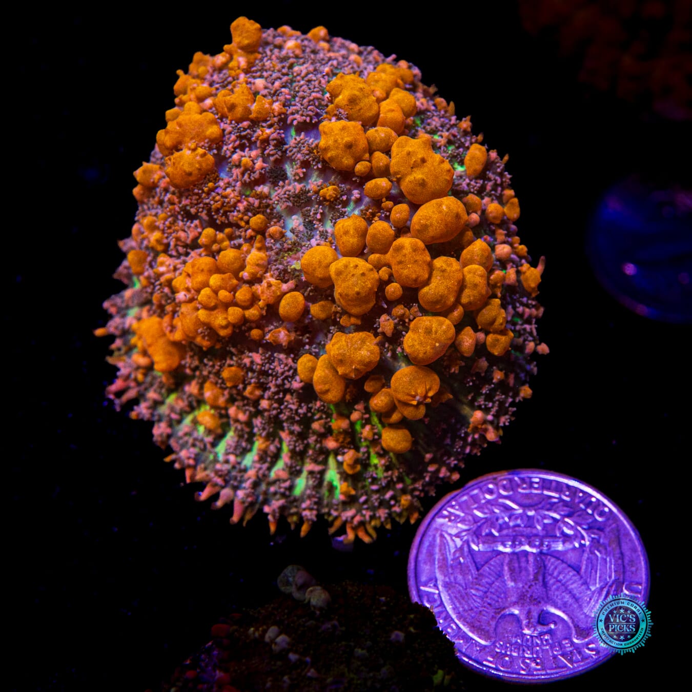 WWC Sunkist Bounce Mushroom - Actinic Photo