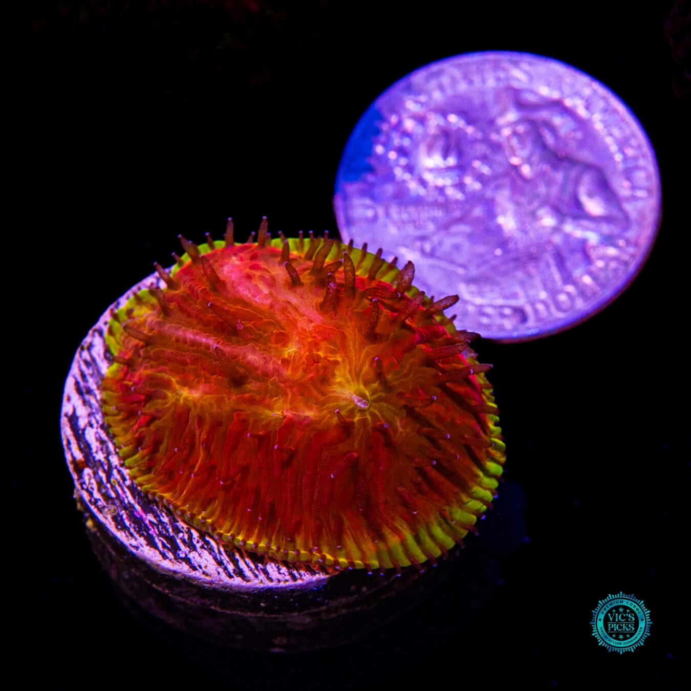 CB Flamethrower Diaseris - Actinic Photo
