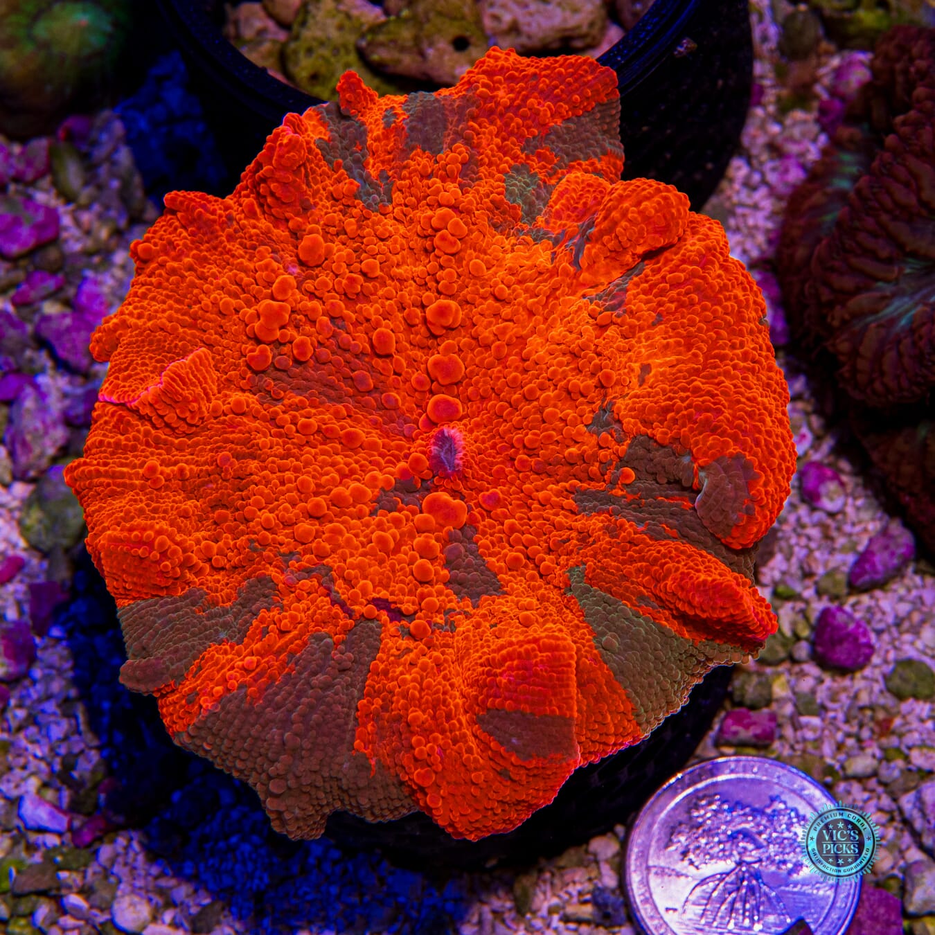 XXL Candy Crush Jawbreaker Mushroom - Actinic Photo