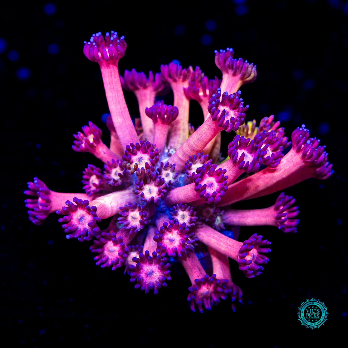Hydralisk Goniopora - Daylight Photo