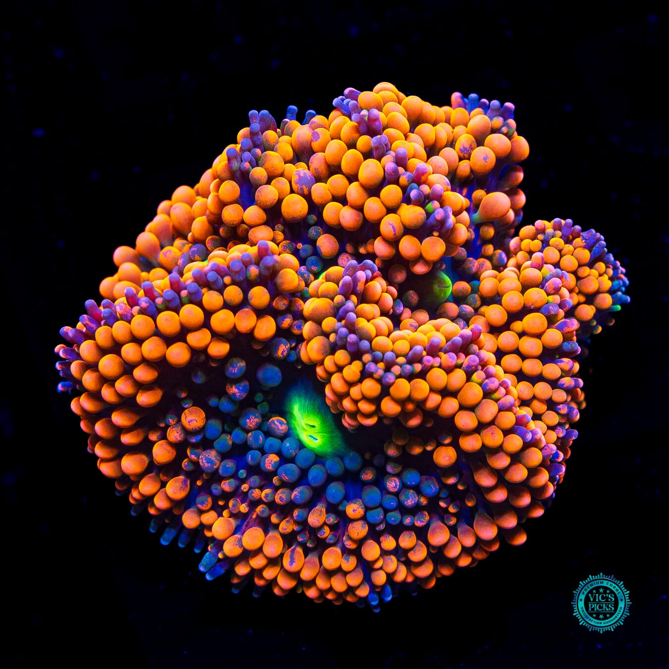 LG Rainbow Rim Ricordea Mushroom - Daylight Photo