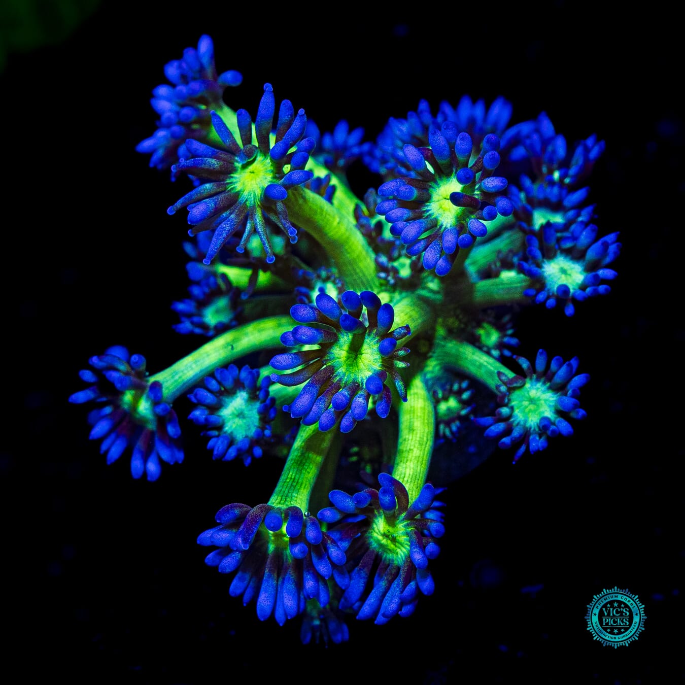 WWC Shadow Flame Goniopora - Daylight Photo